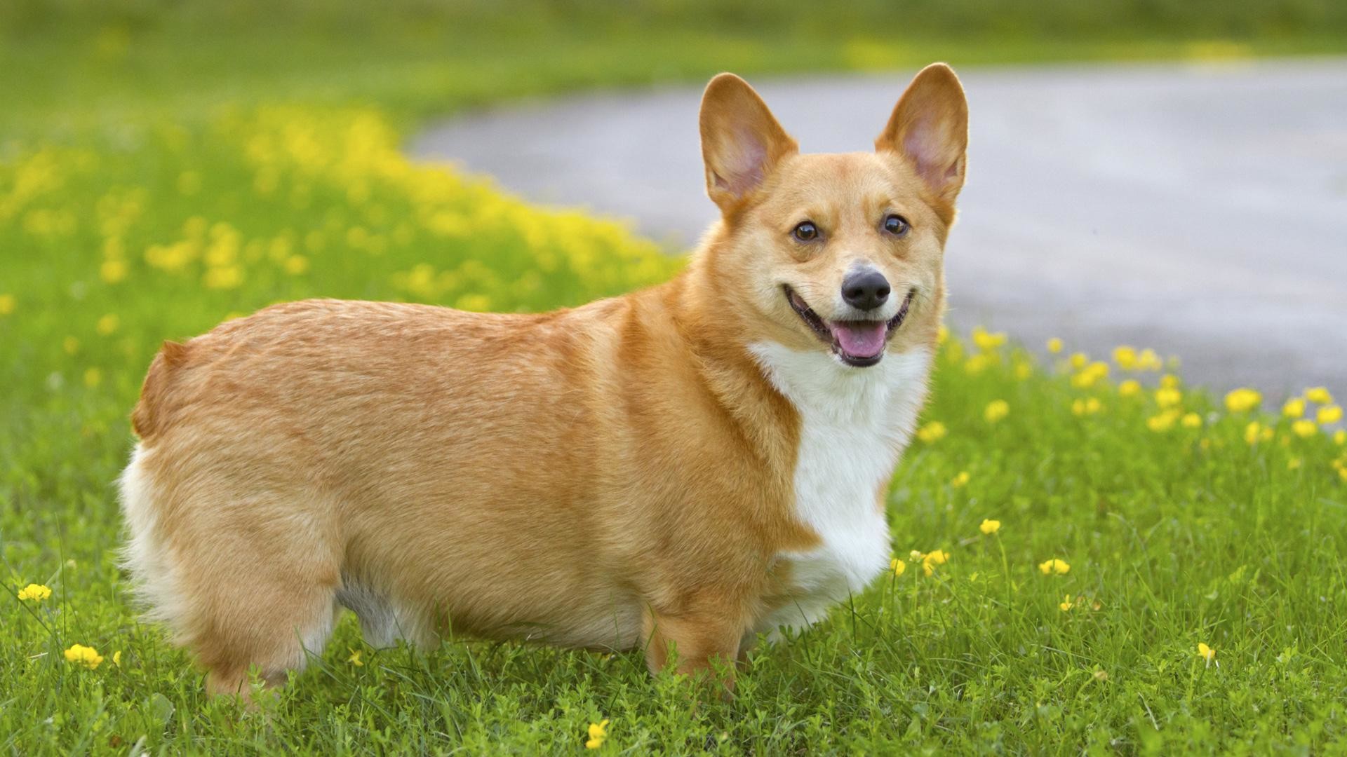1920x1080 Everything you need to know about the Corgi