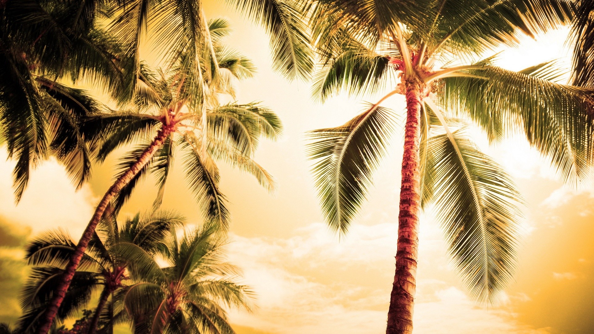 1920x1080 Palm Tree Wallpapers
