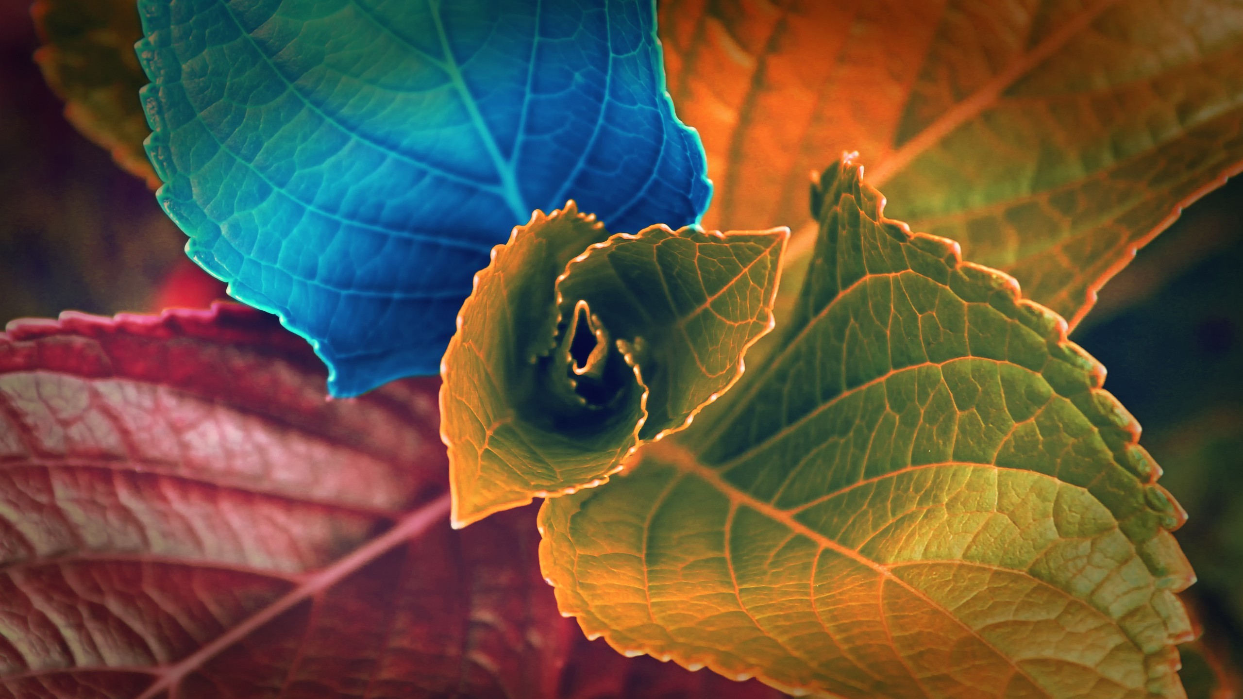 2560x1440 Colors of Leaves Wallpaper