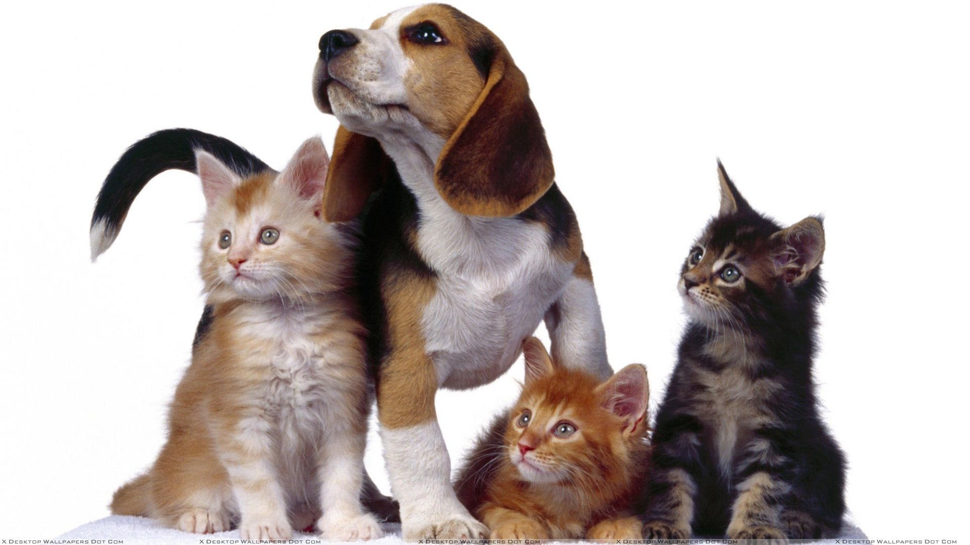 1920x1080 You are viewing wallpaper titled "3 Cats With Dog ...