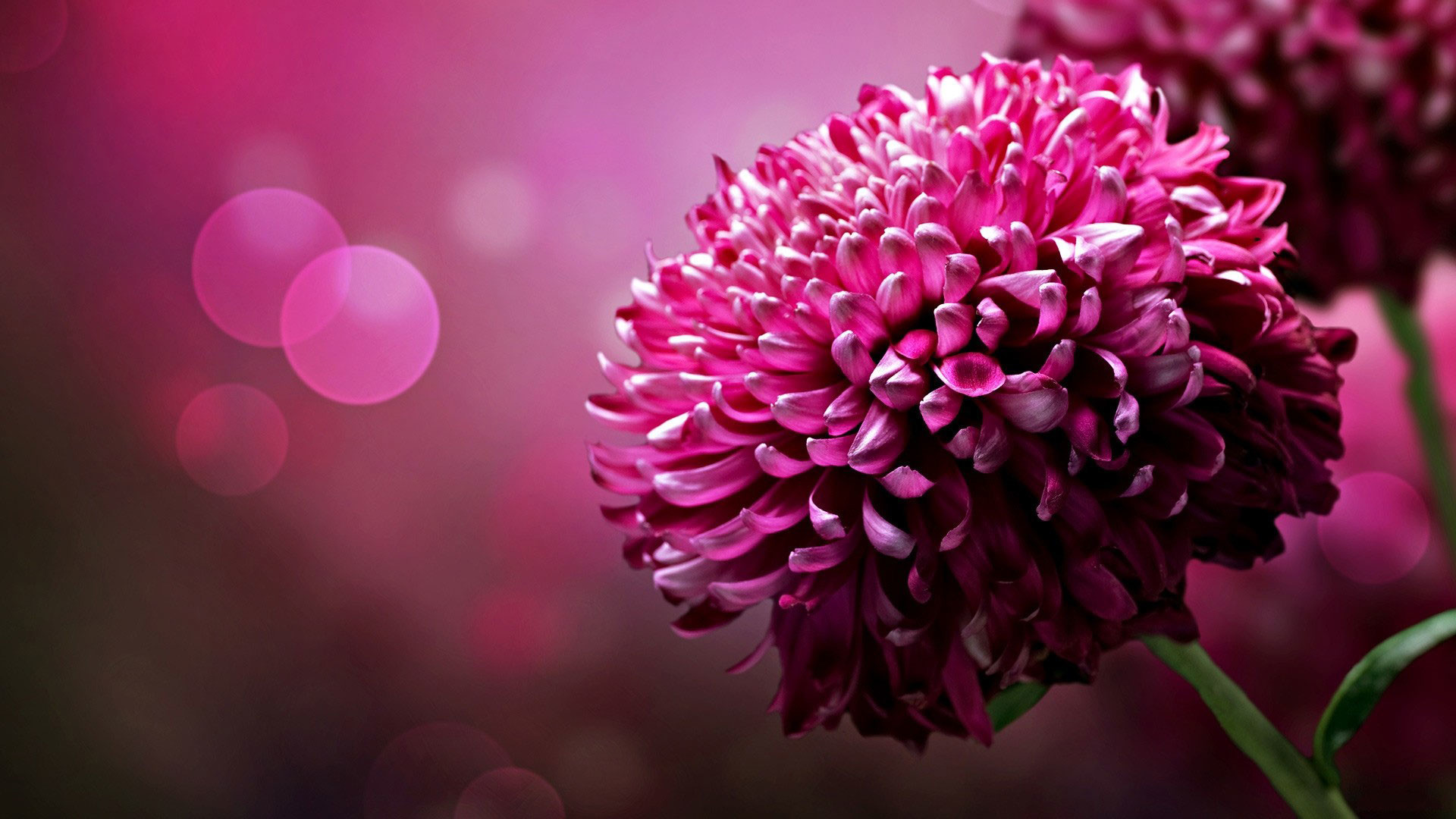 1920x1080 ... flowers cute dark pink desktop background wallpaper 1080p hd image ...