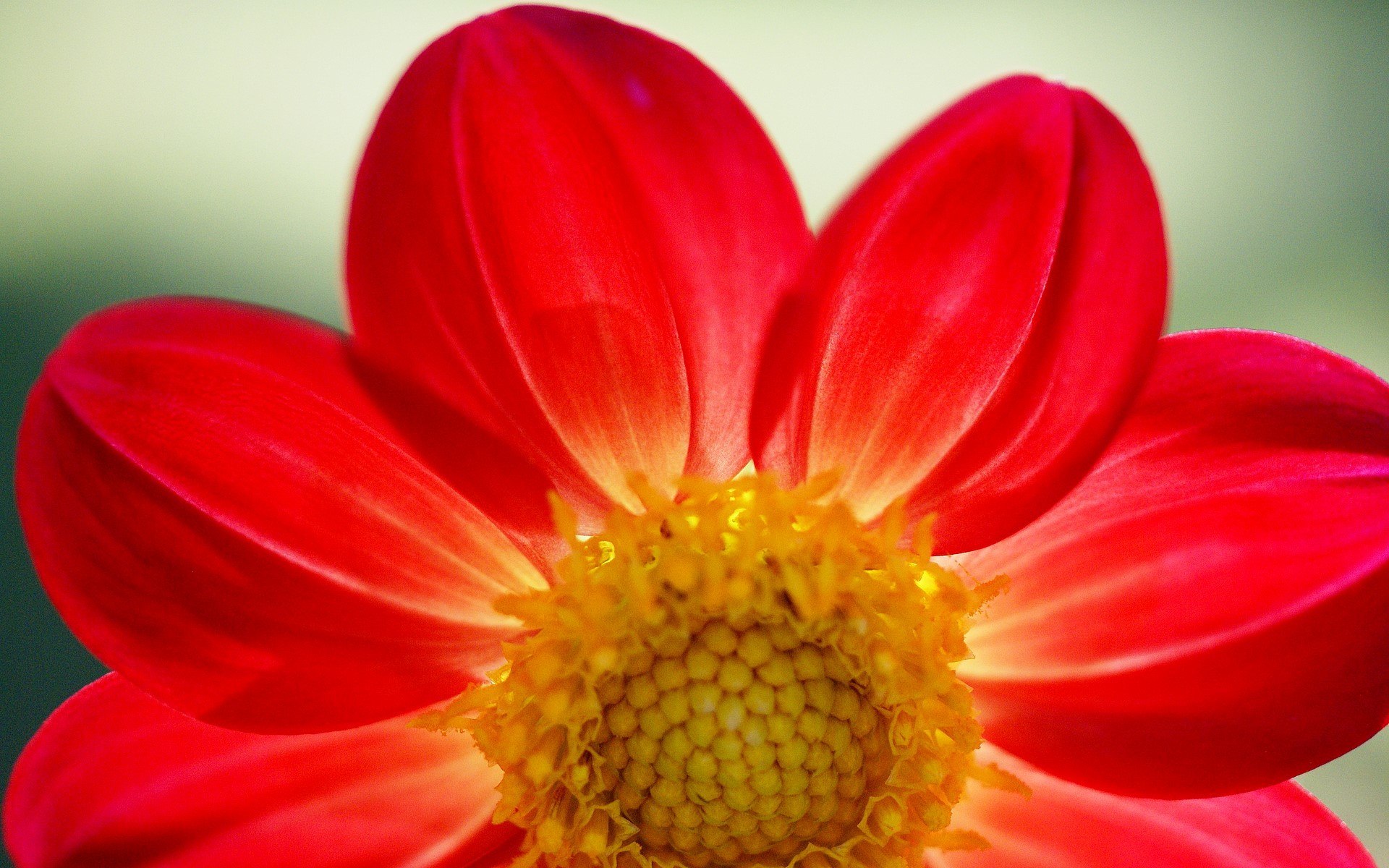 1920x1200 Red daisy wallpaper Flowers wallpapers, Flower photos, exotic flowers for  your desktop