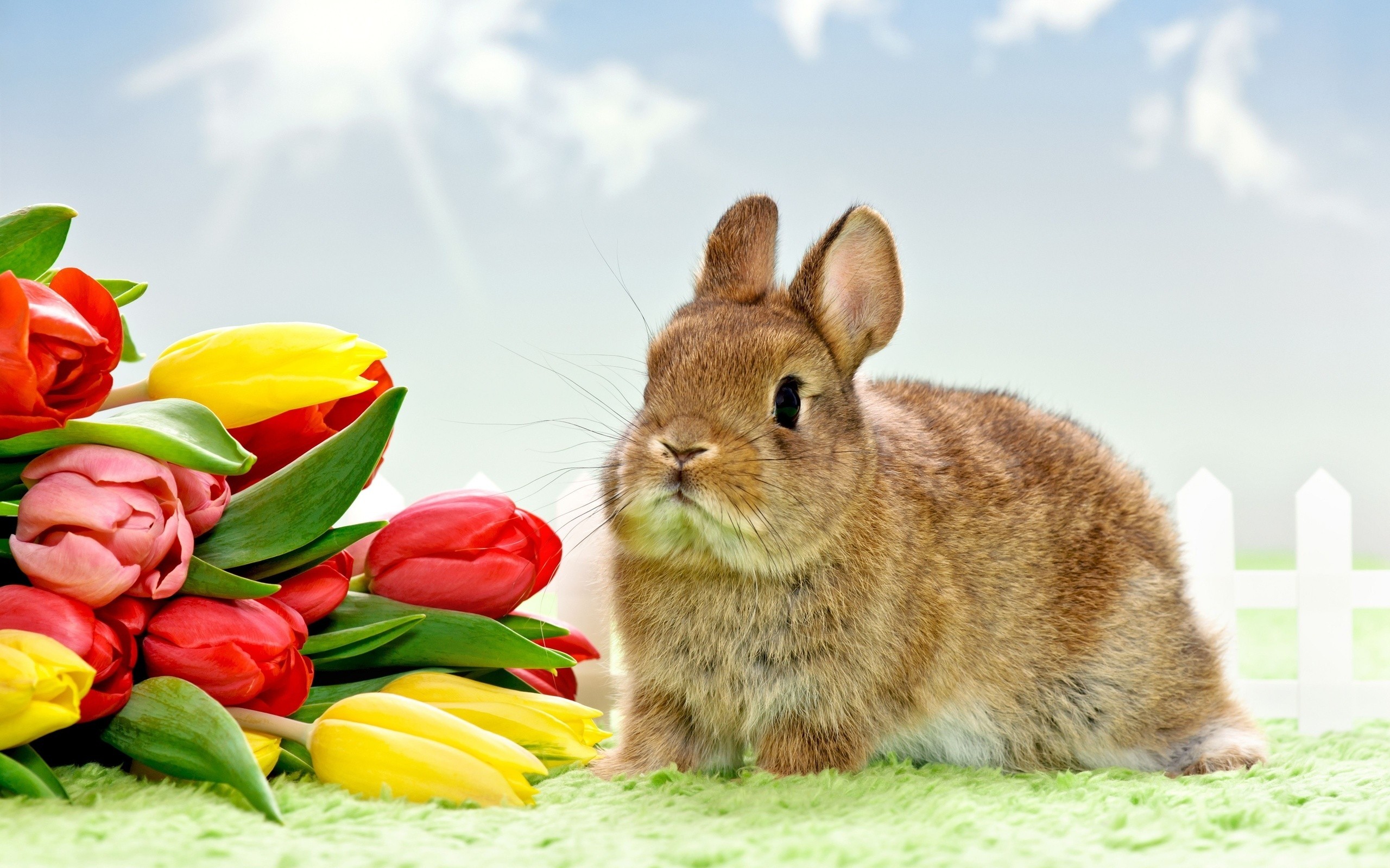 2560x1600 Wallpaper Rabbits, Tulips, Ears HD, Picture, Image