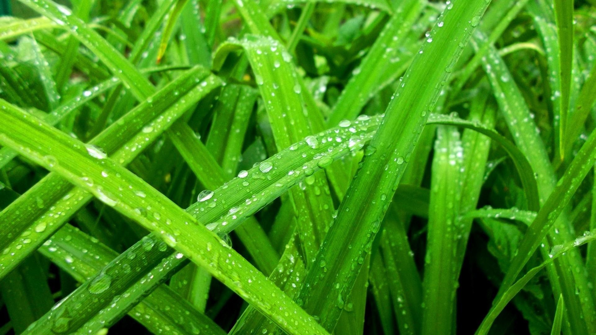 1920x1080 Drops - Rain Color Green Spring Seasons Water Nature Drops Grass Awesome Hd  Images for HD