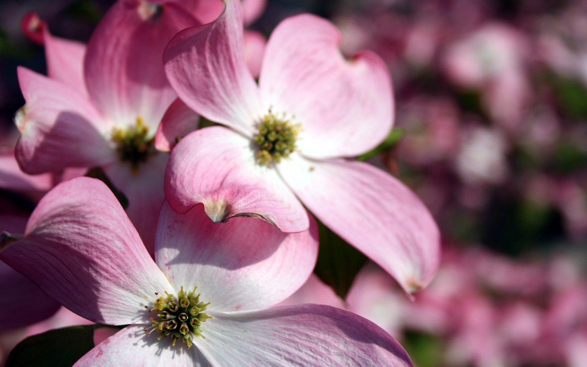 1920x1200 Pink Flowers