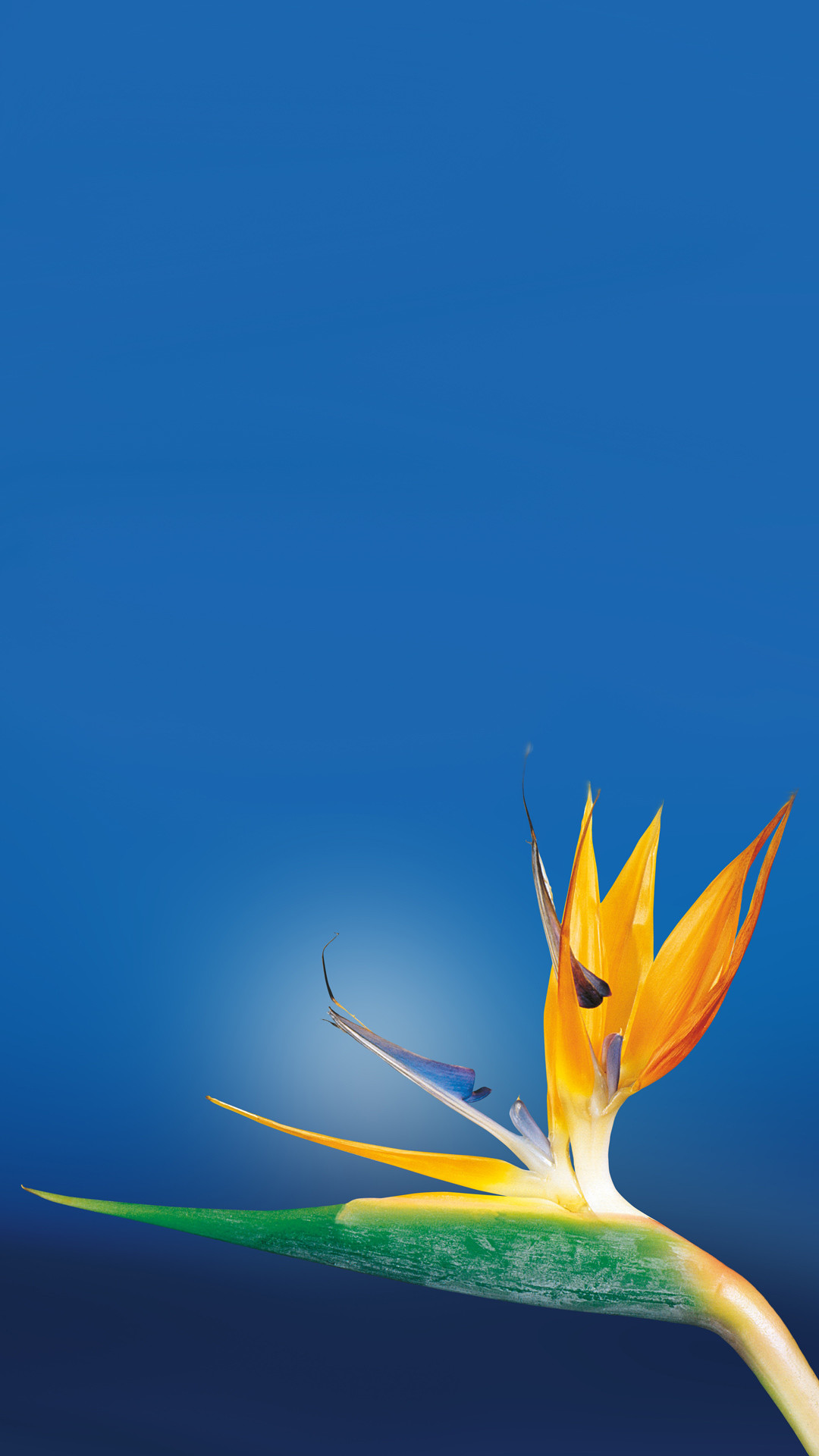 1080x1920 Bird Of Paradise Flower Close Up iPhone 6 Plus HD Wallpaper ...