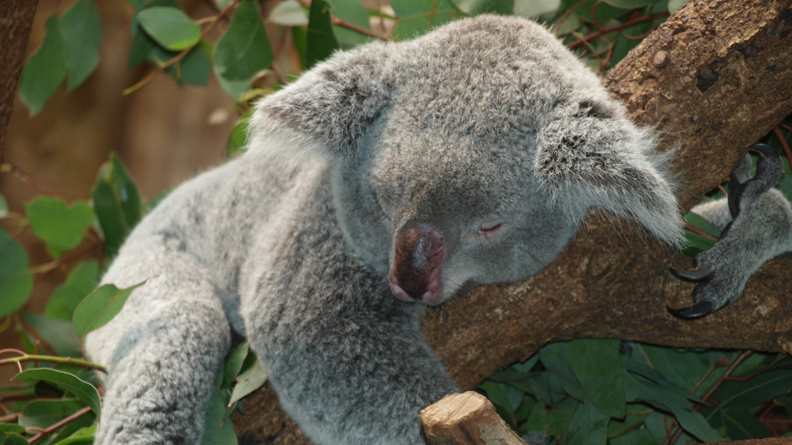 2560x1440 Preview wallpaper koala, australia, relax, lie 