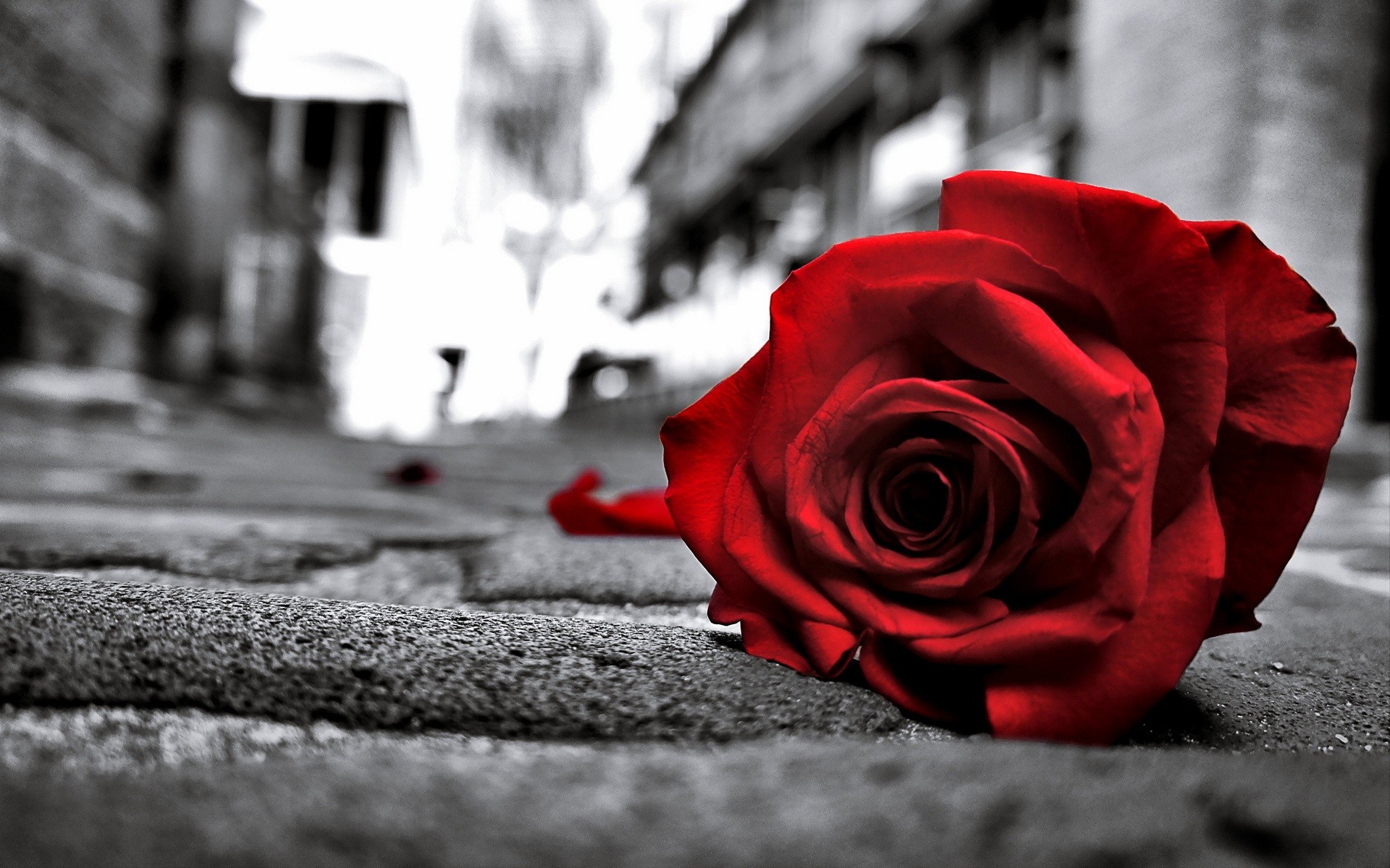 1920x1200 Red Rose On Black And White Photography Miss You Jpg 1920 1200