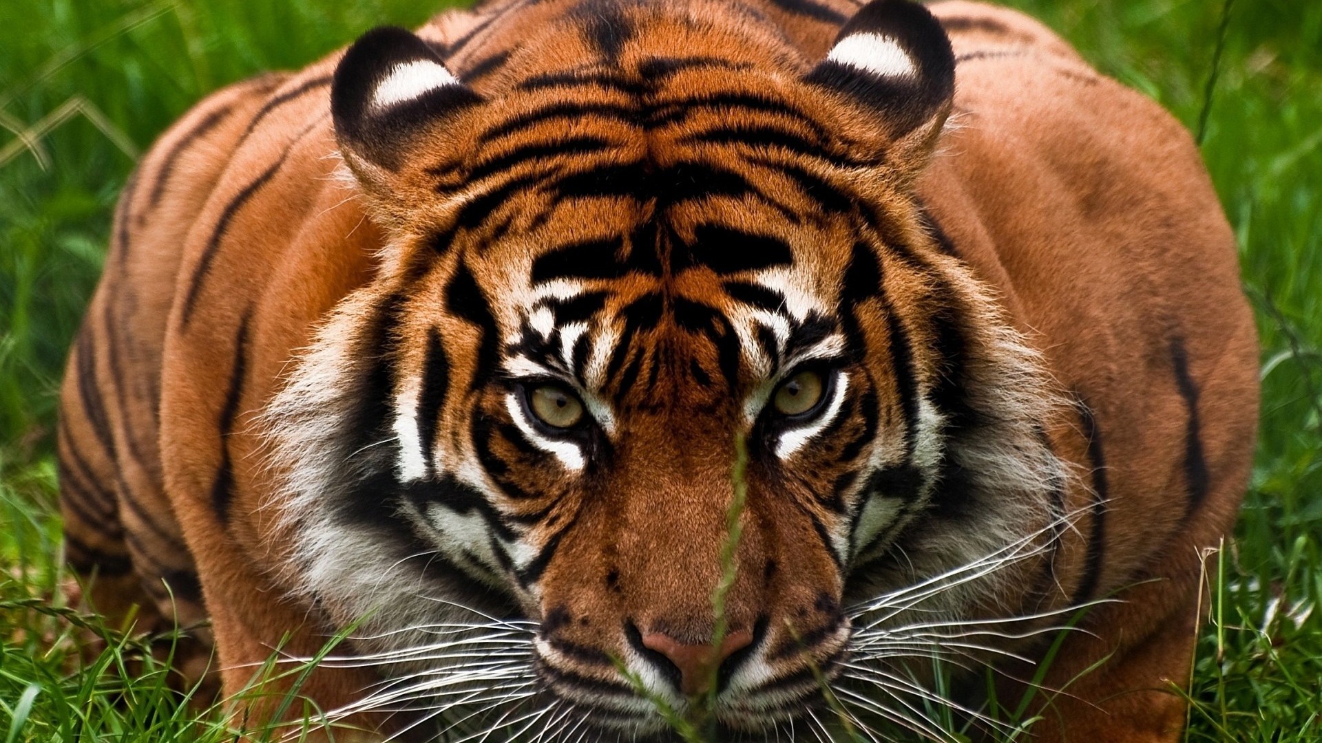 1920x1080 ... Background Full HD 1080p.  Wallpaper tiger, face, aggression,  animal