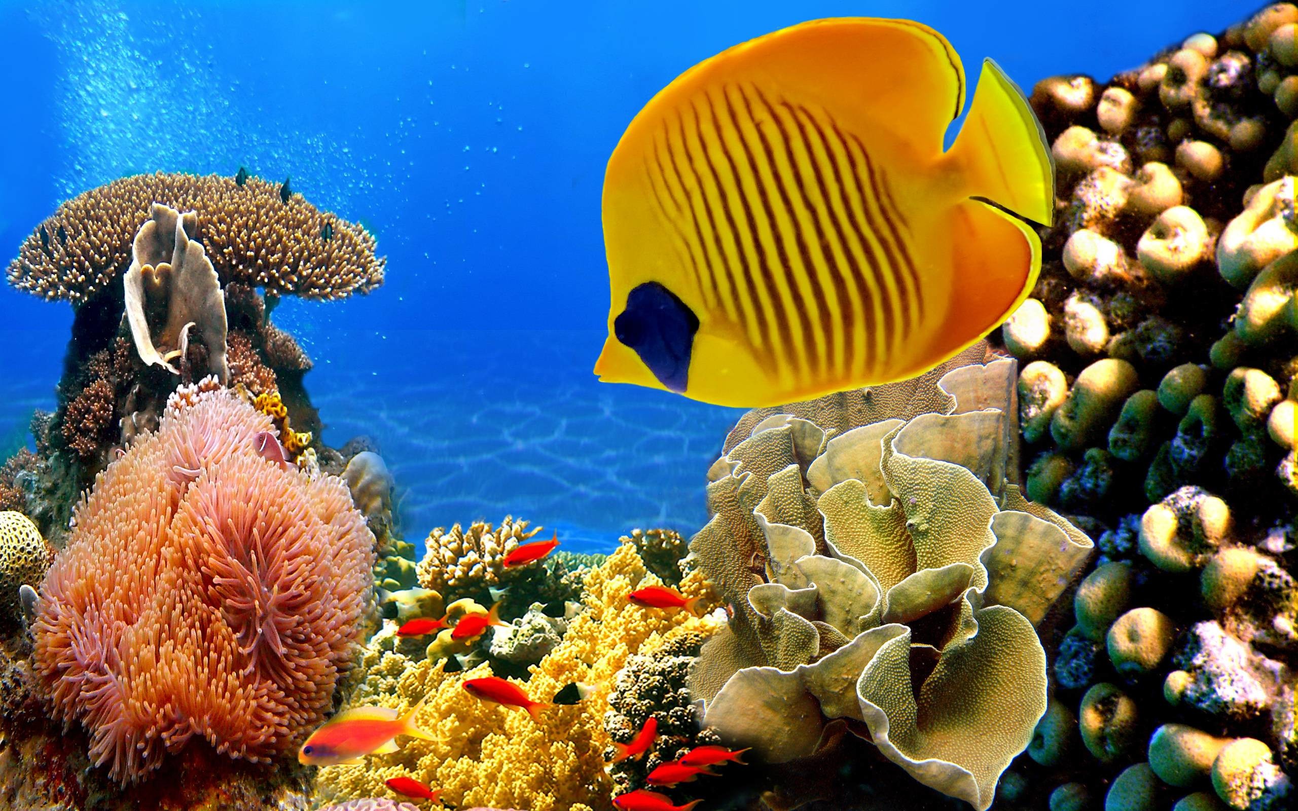 2560x1600 Tropical Fish Wallpapers for Desktop | Free Desk Wallpapers