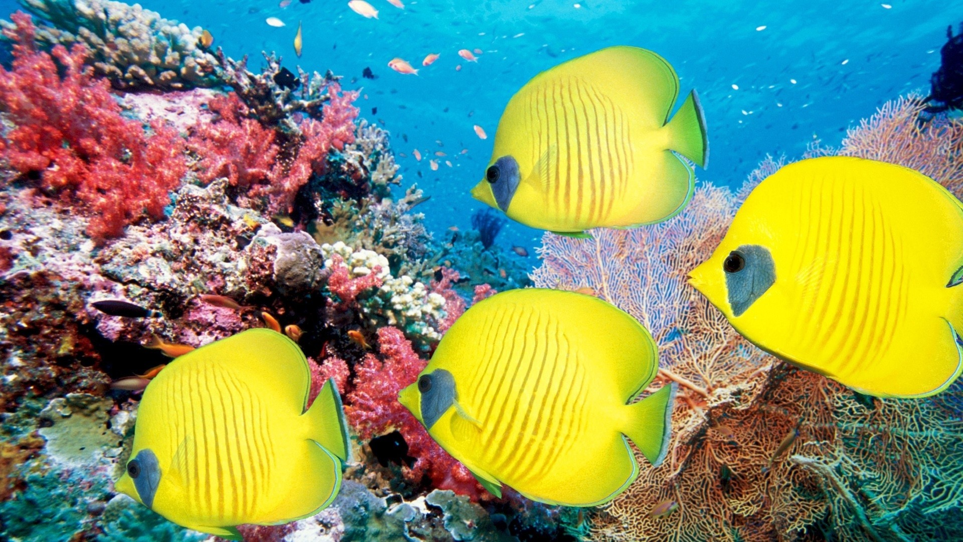 1920x1080 animals fishes ocean sea life tropical underwater water color yellow bright  reef coral eyes wallpaper ...