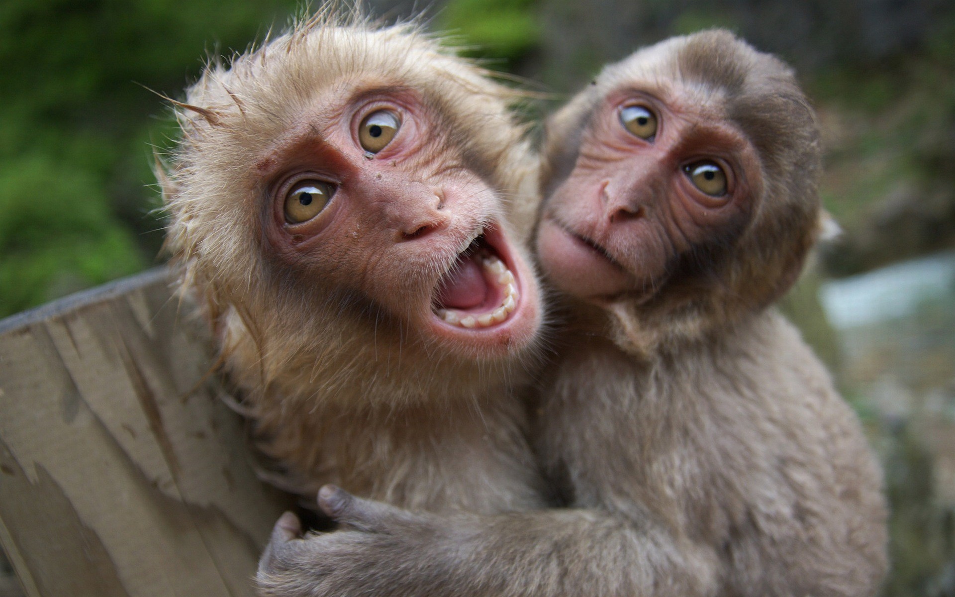 1920x1200 Explore Funny Animals, Baby Animals, and more! Funny Monkey Pictures  Wallpaper ...