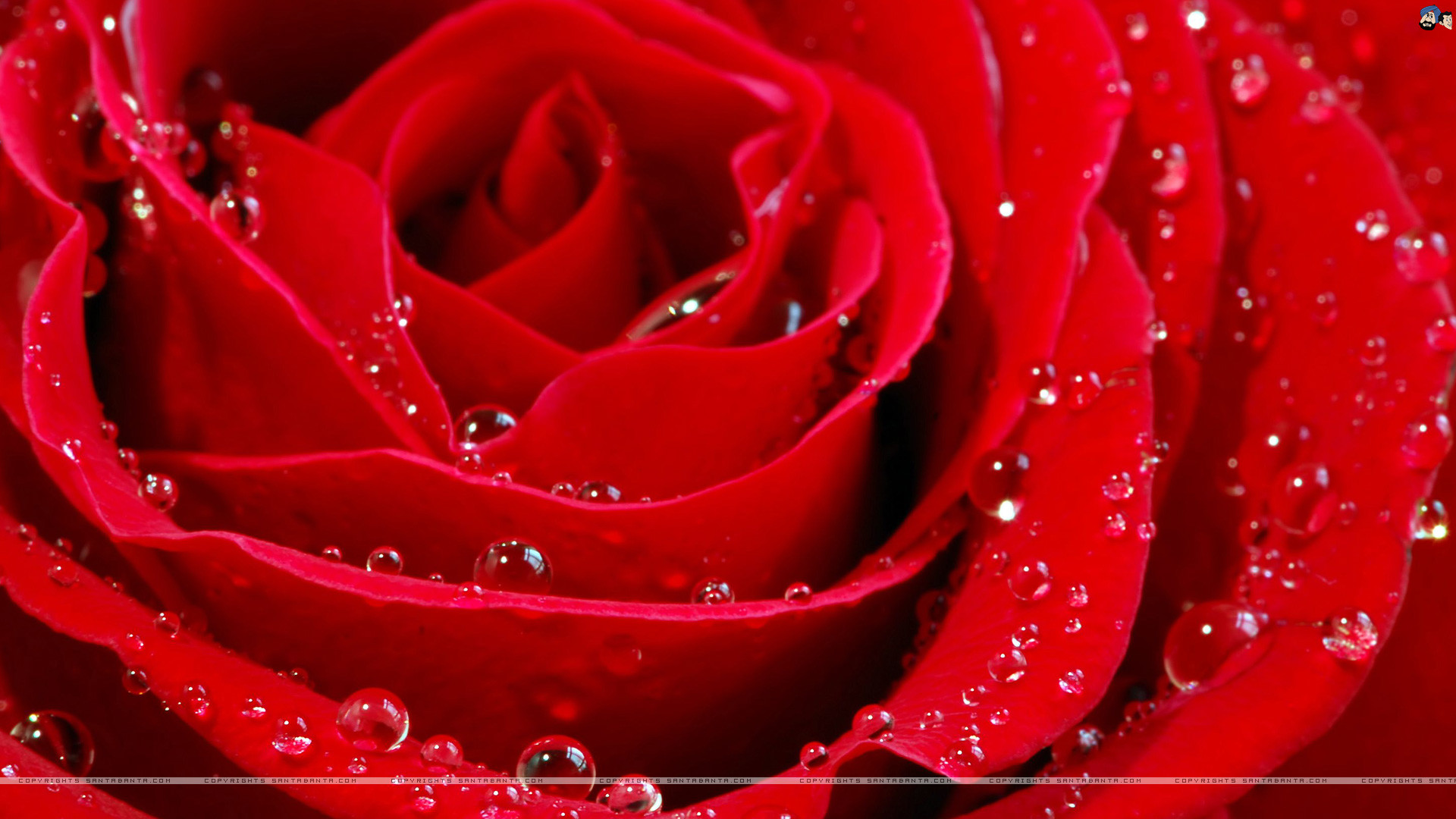 1920x1080 Red Roses Wallpapers