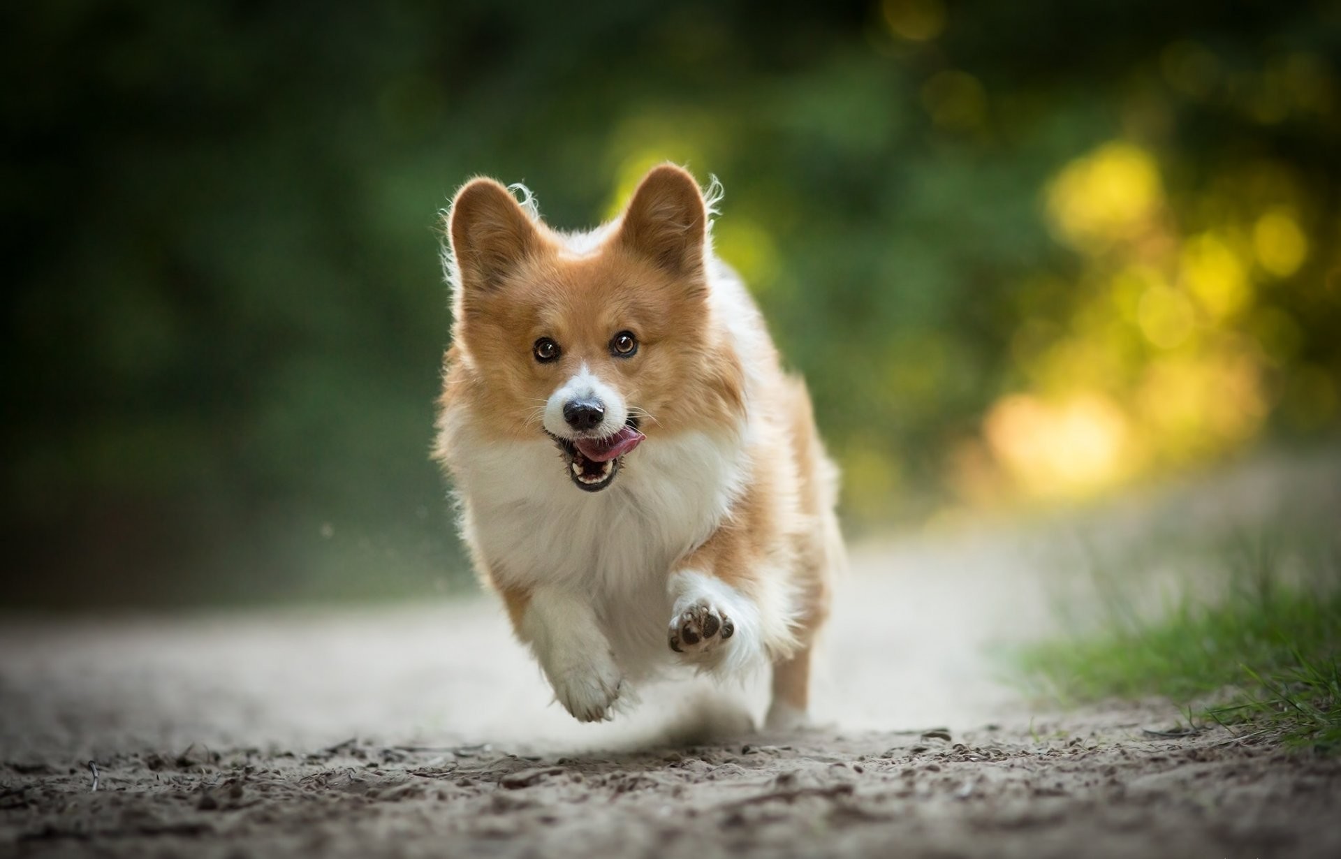 1920x1230 welsh corgi dog walk running happiness mood