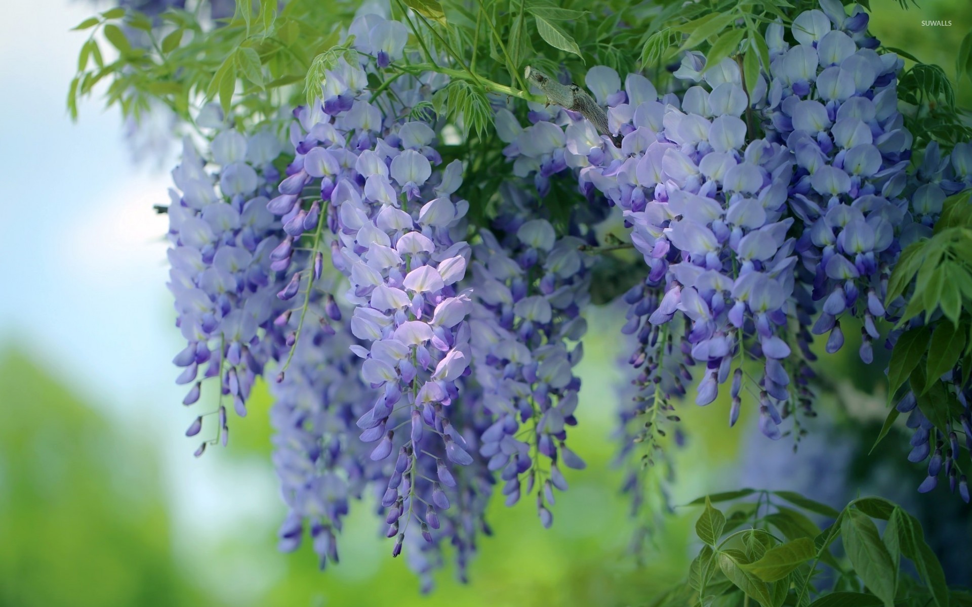 Wisteria Wallpaper (50+ images)