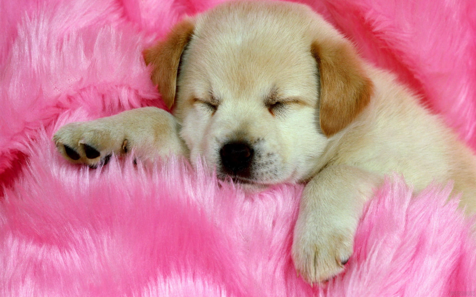 1920x1200 Cute Animal Free Wallpaper: Funny Cute Dog Sleep Hd Free Wallpaper Source  px