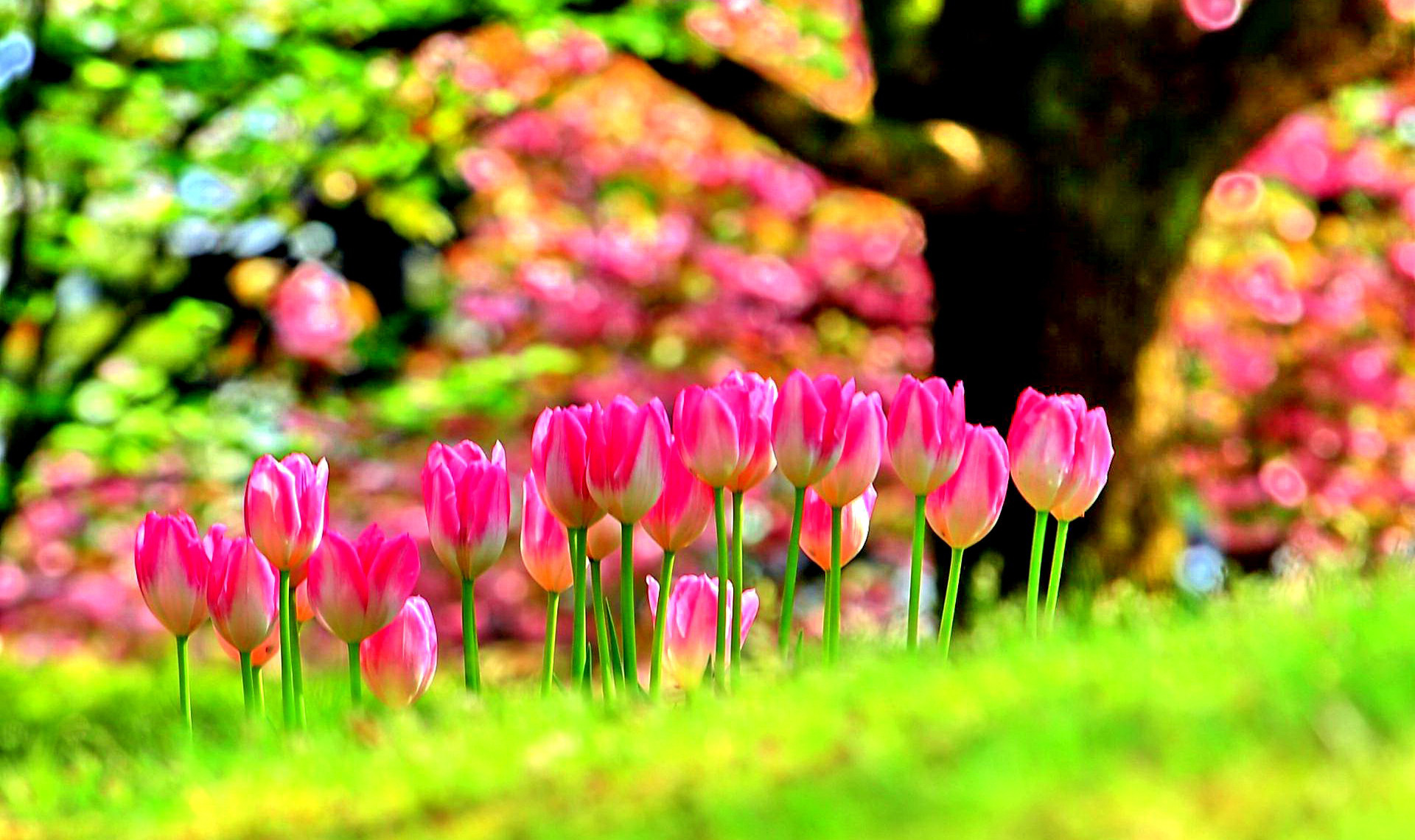 1920x1140 ... Background download Â· Flowers Wallpapers, FHDQ Wallpaper ...