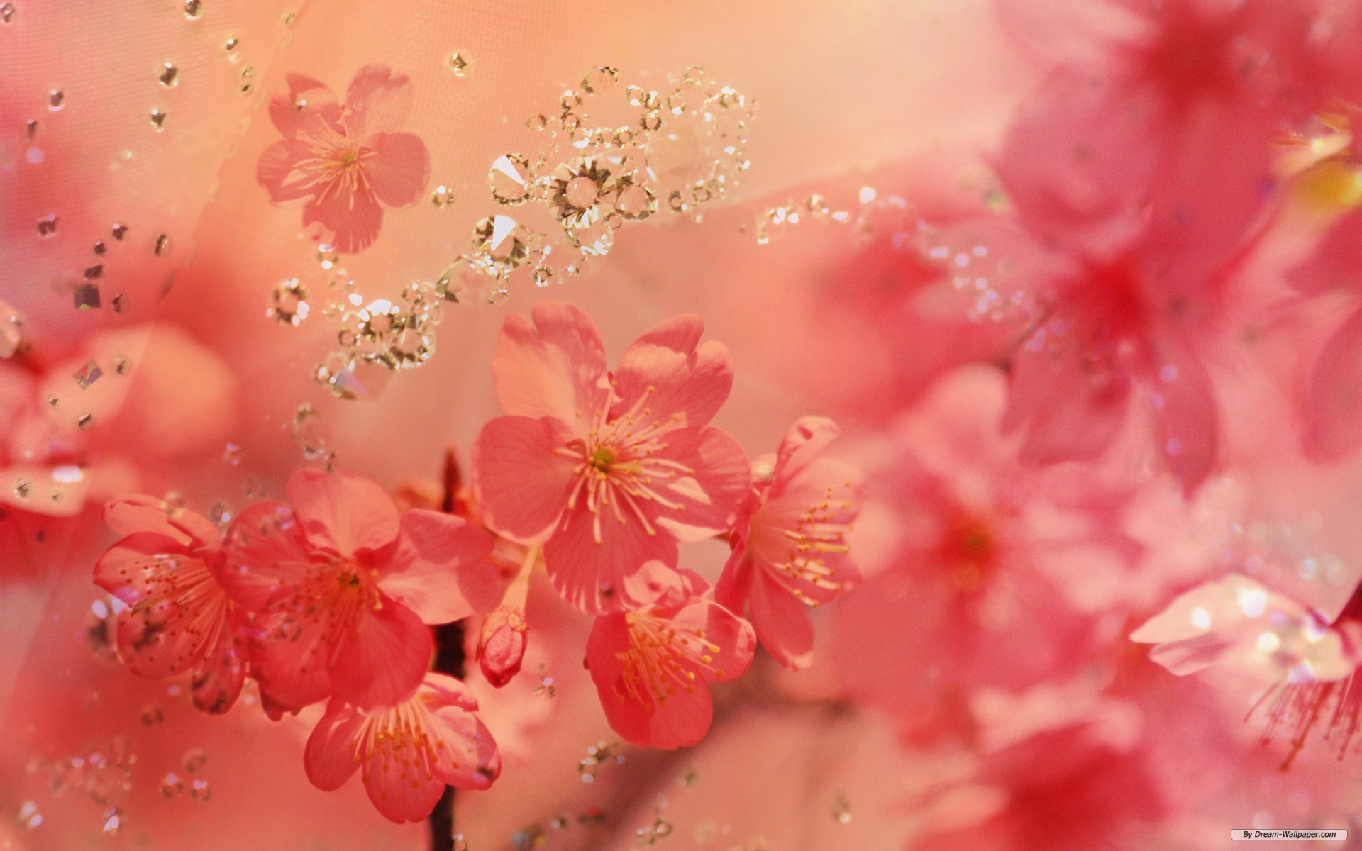 1920x1200 Spring Flower Wallpapers
