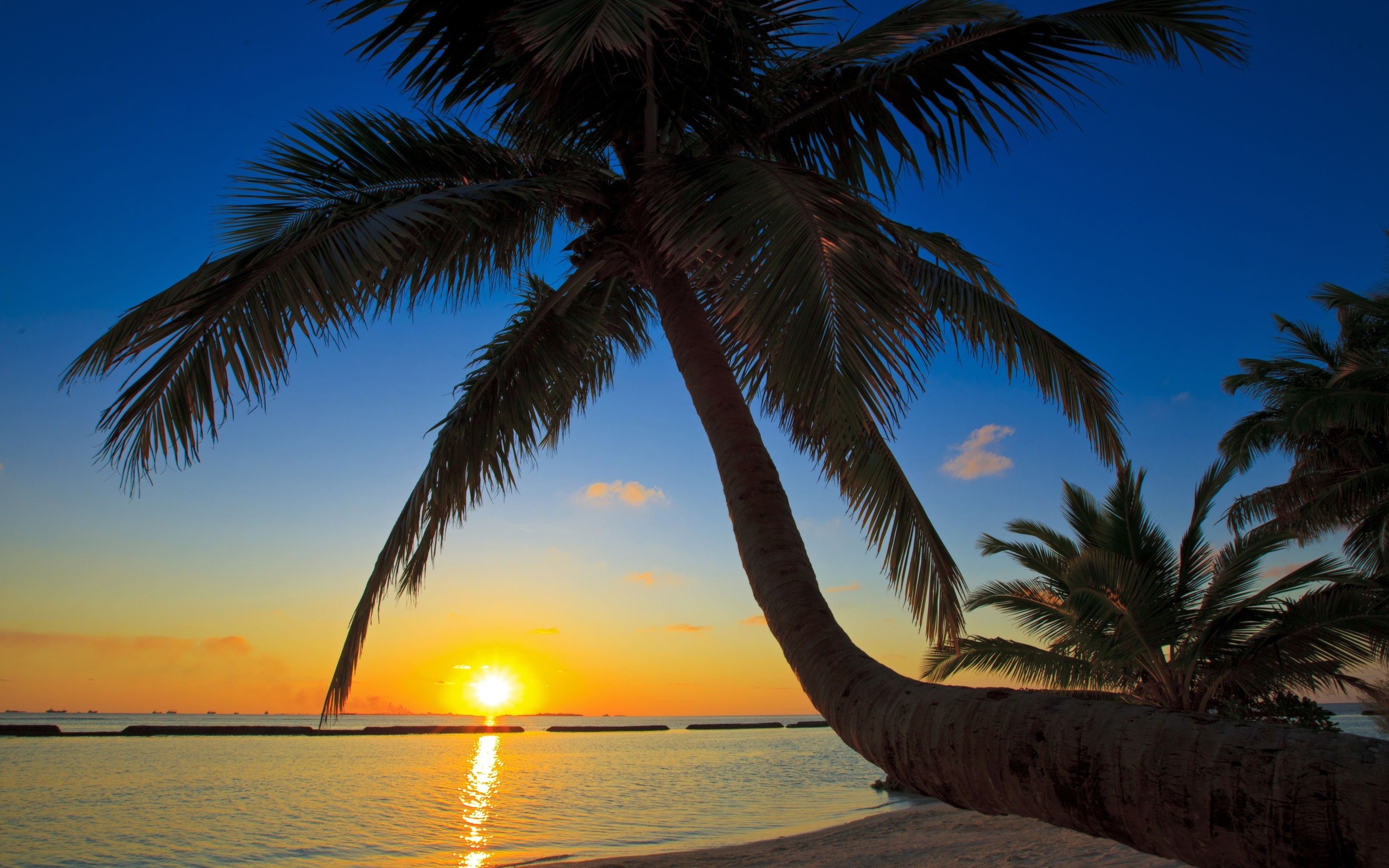 2560x1600 Beach palm trees sunset