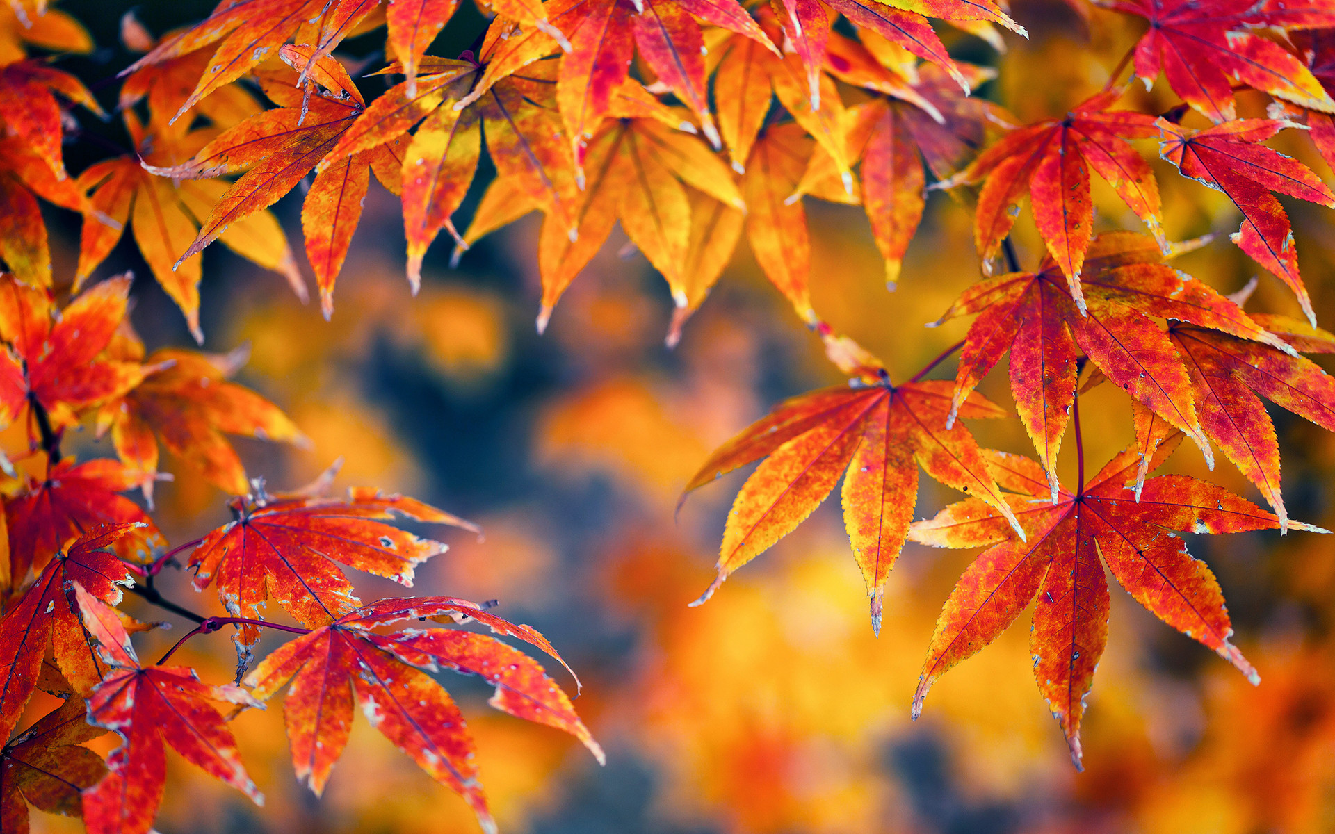 1920x1200 Gorgeous Red Fall Leaves Wallpaper