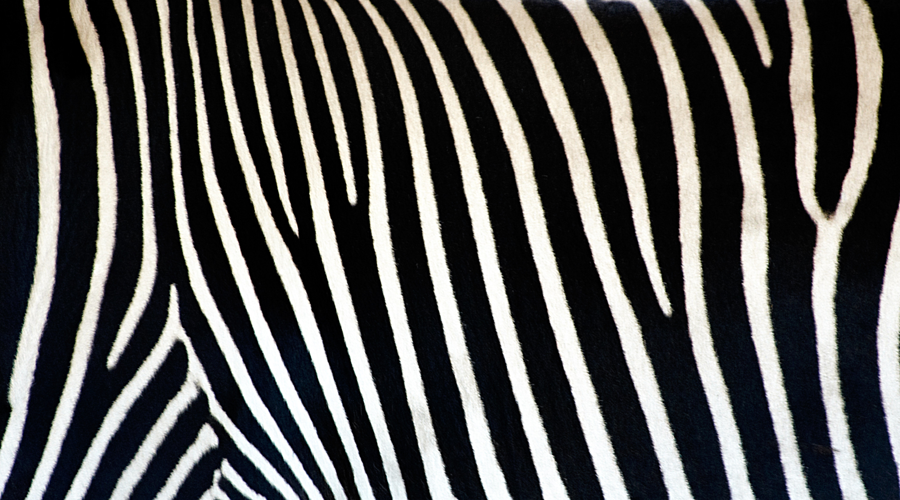2969x1650 zebra print wallpapers pattern
