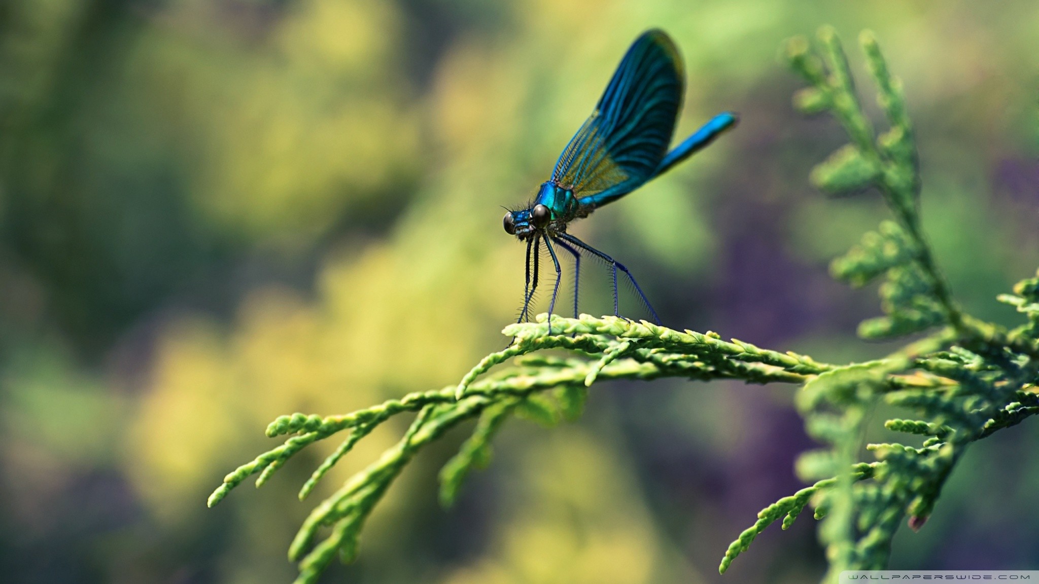 2048x1152 Dragonfly HD Wallpaper Android Apps on Google Play Ã