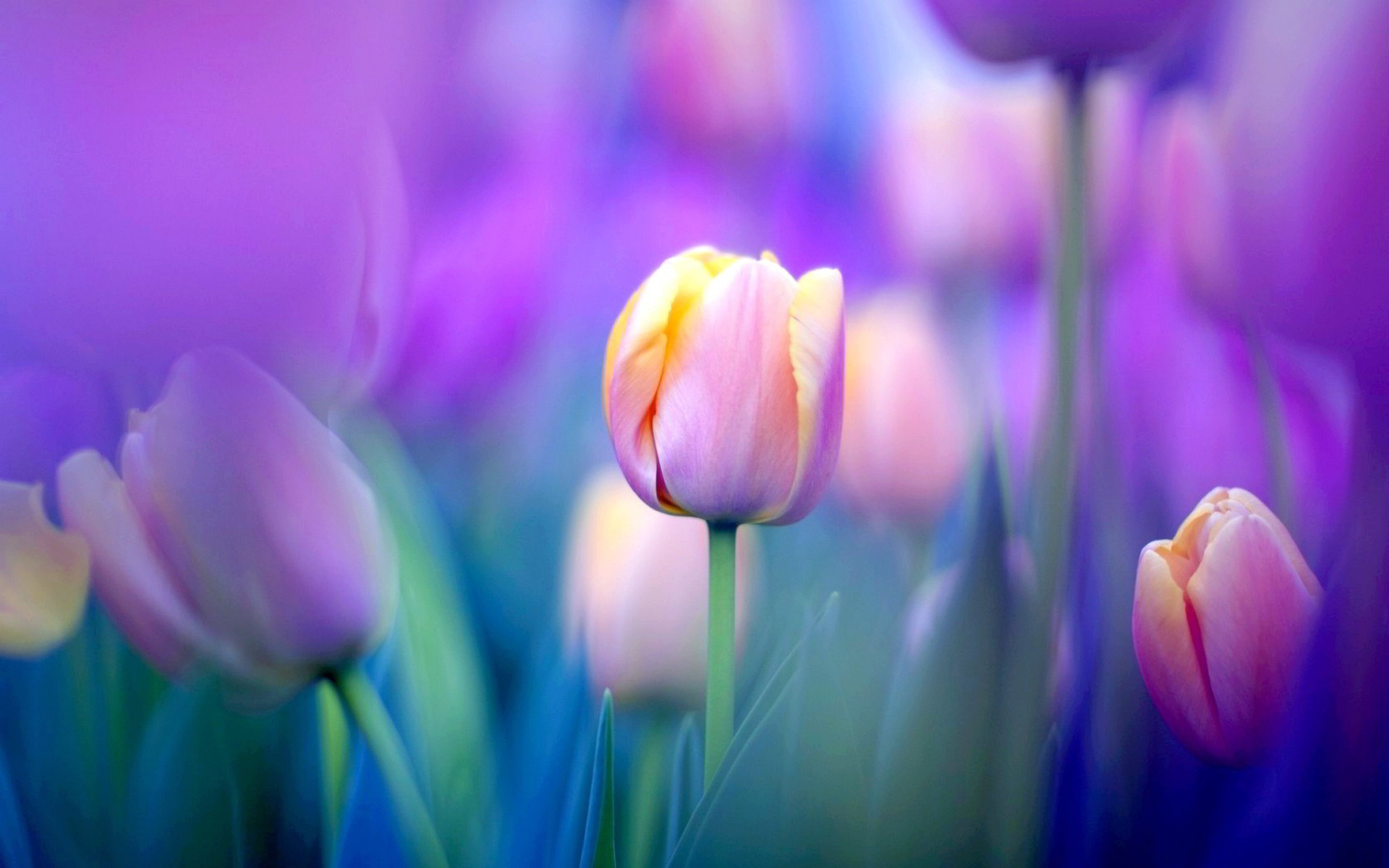 1920x1200 Yellow And Pink Tulips - wallpaper.