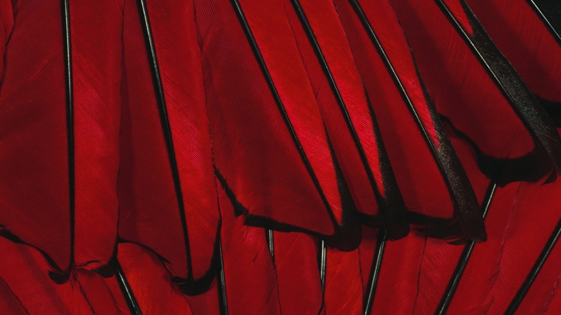 1920x1080 ... Background Full HD 1080p.  Wallpaper black, red, flower