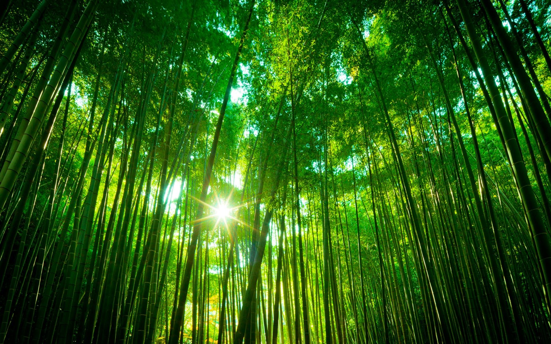 1920x1200 bamboo forest wallpapers high quality download free