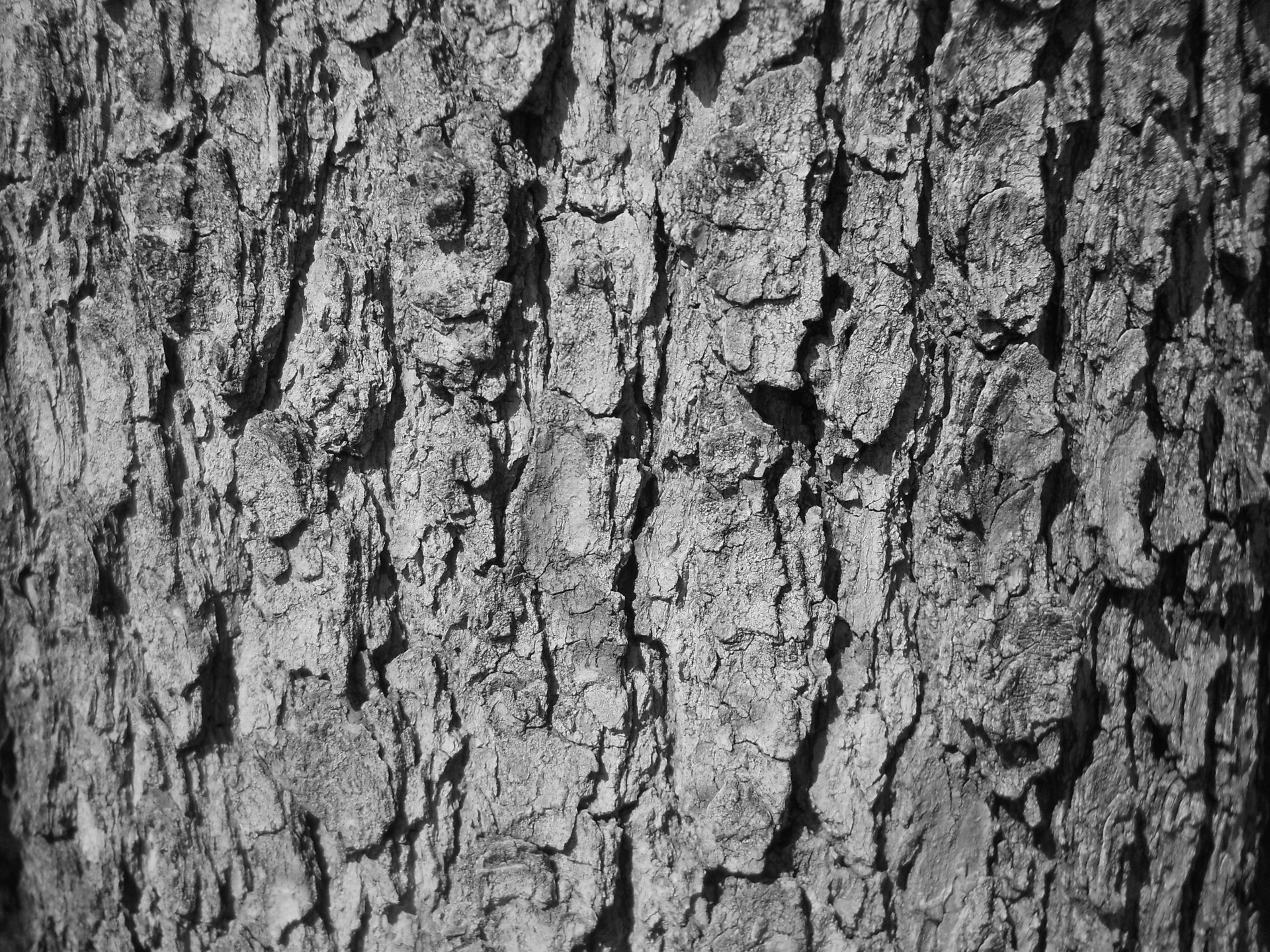1920x1440 Tree Bark VI