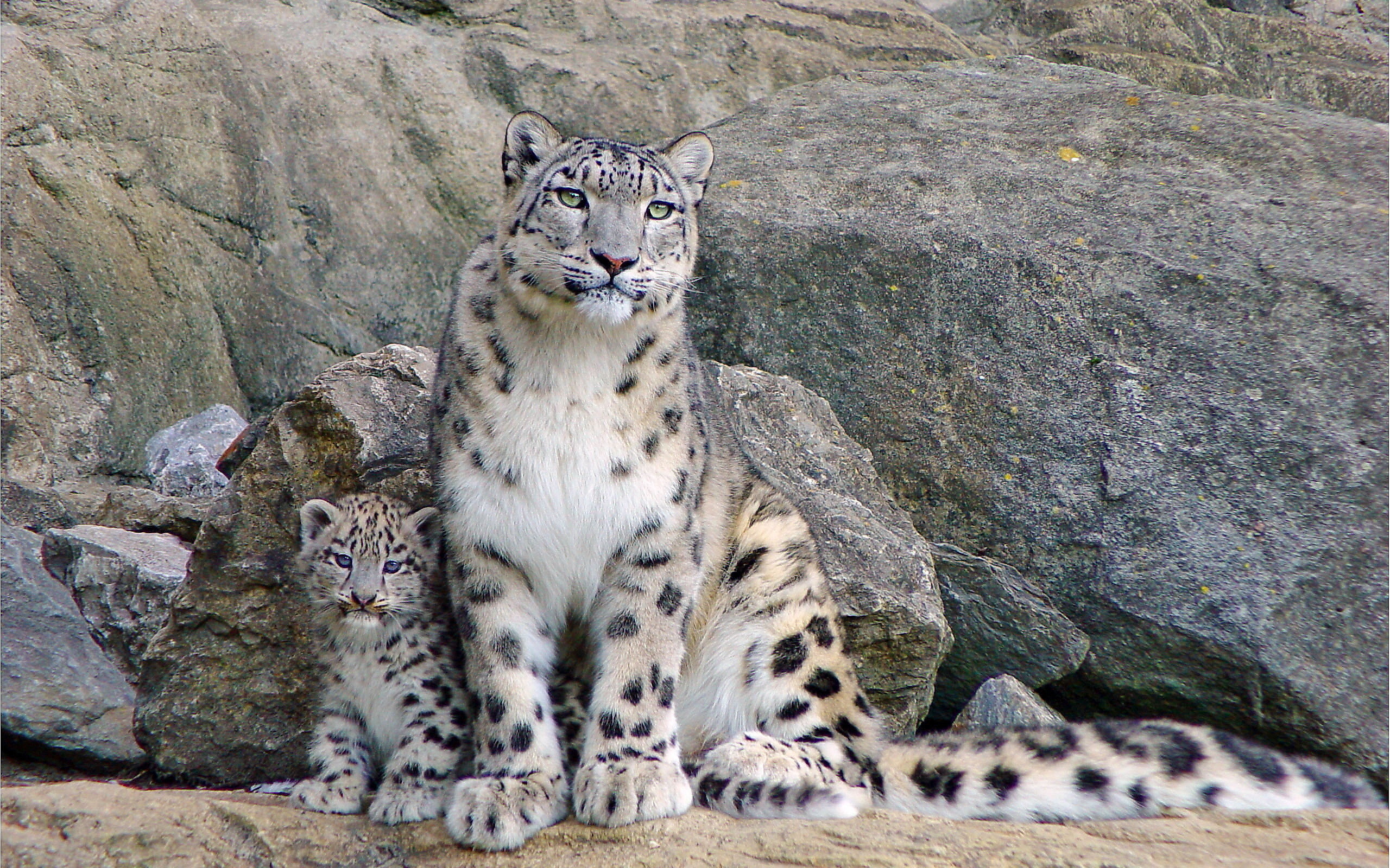 2560x1600 Snow Leopard Android HD Wallpapers