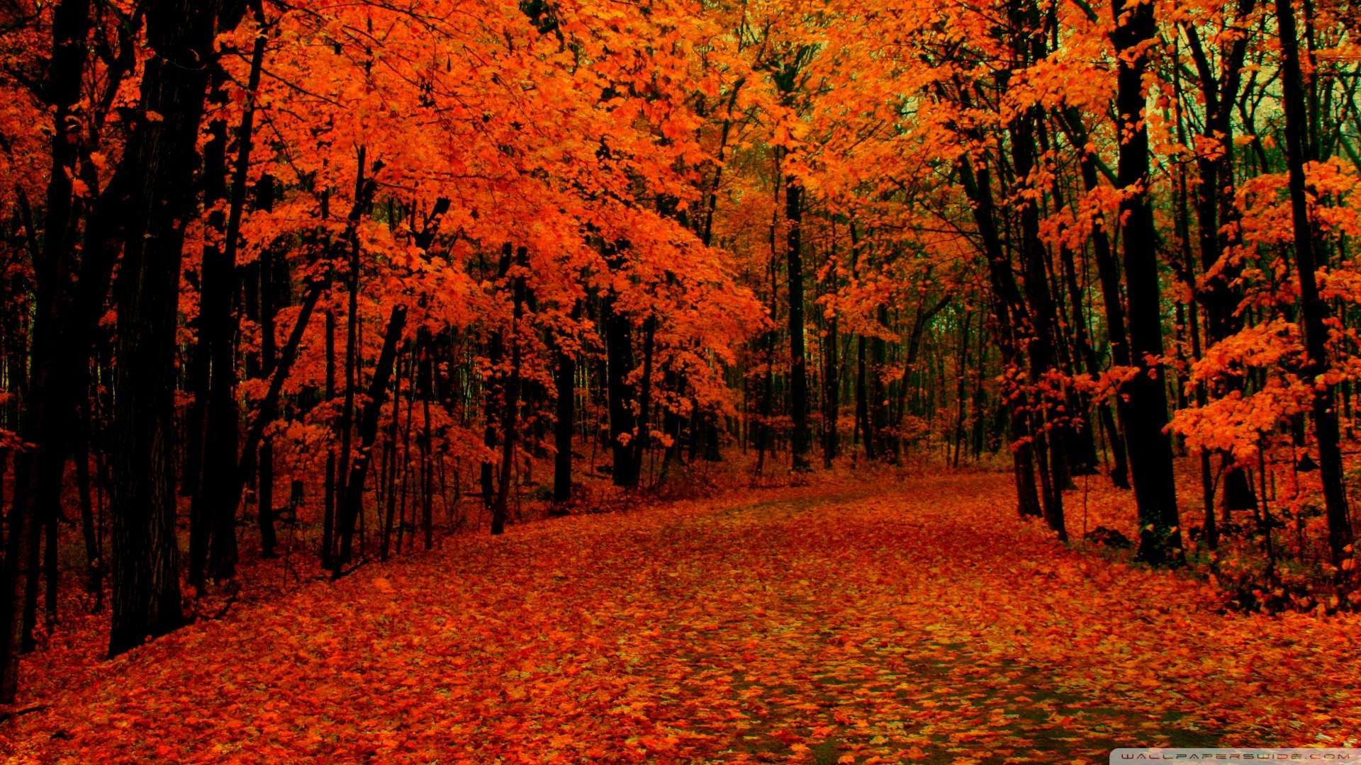 1920x1080 Wallpaper: Fall Path Wallpaper 1080p HD. Upload at February 2, 2014 by .