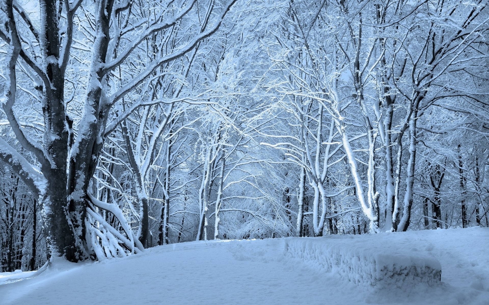 1920x1200 Winter Forest Snow 762353