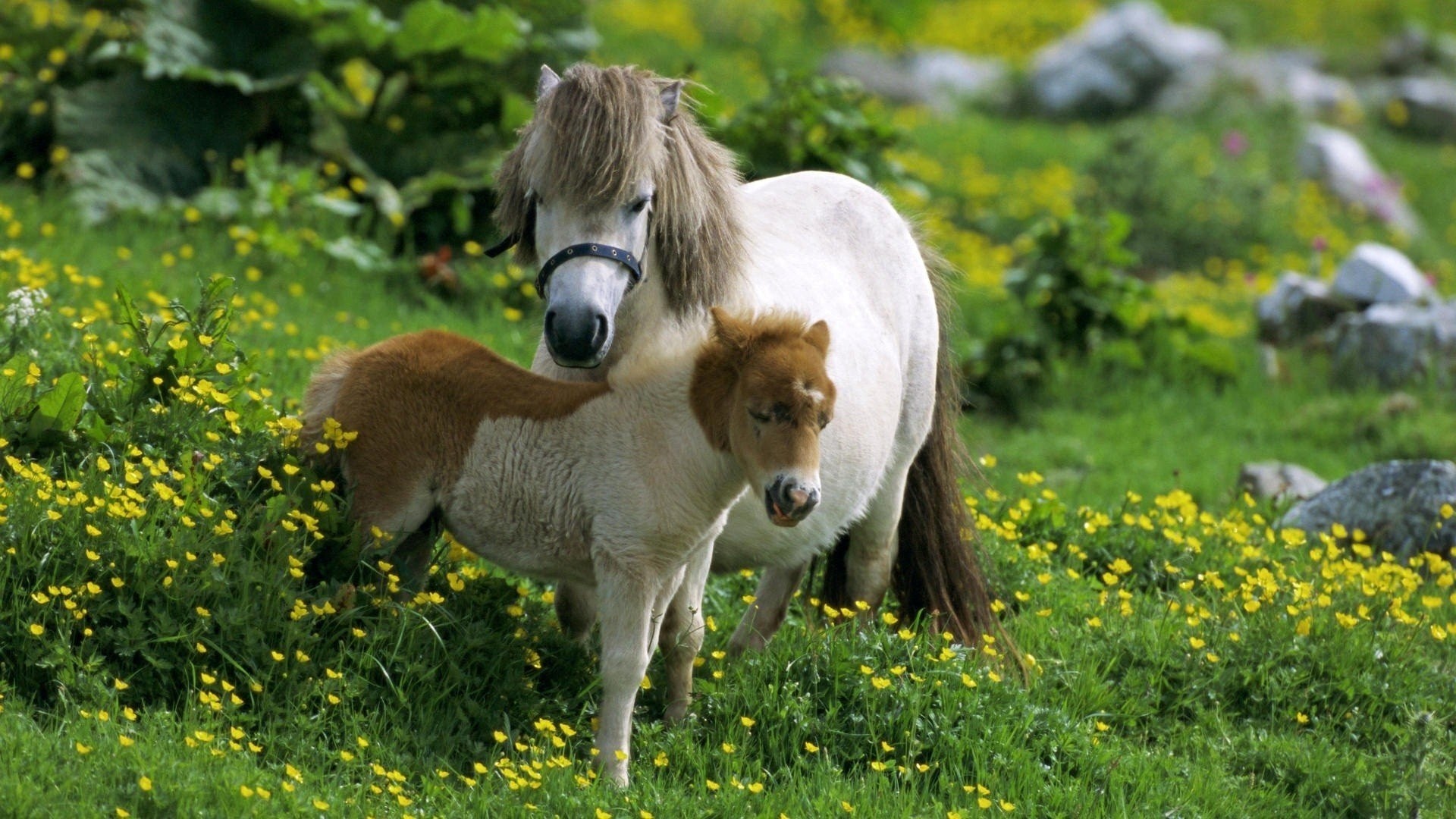 1920x1080 Animal Cute Amazing Farm Beauty Pony Shetland Horse Desktop Wallpapers Of  Wild Animals