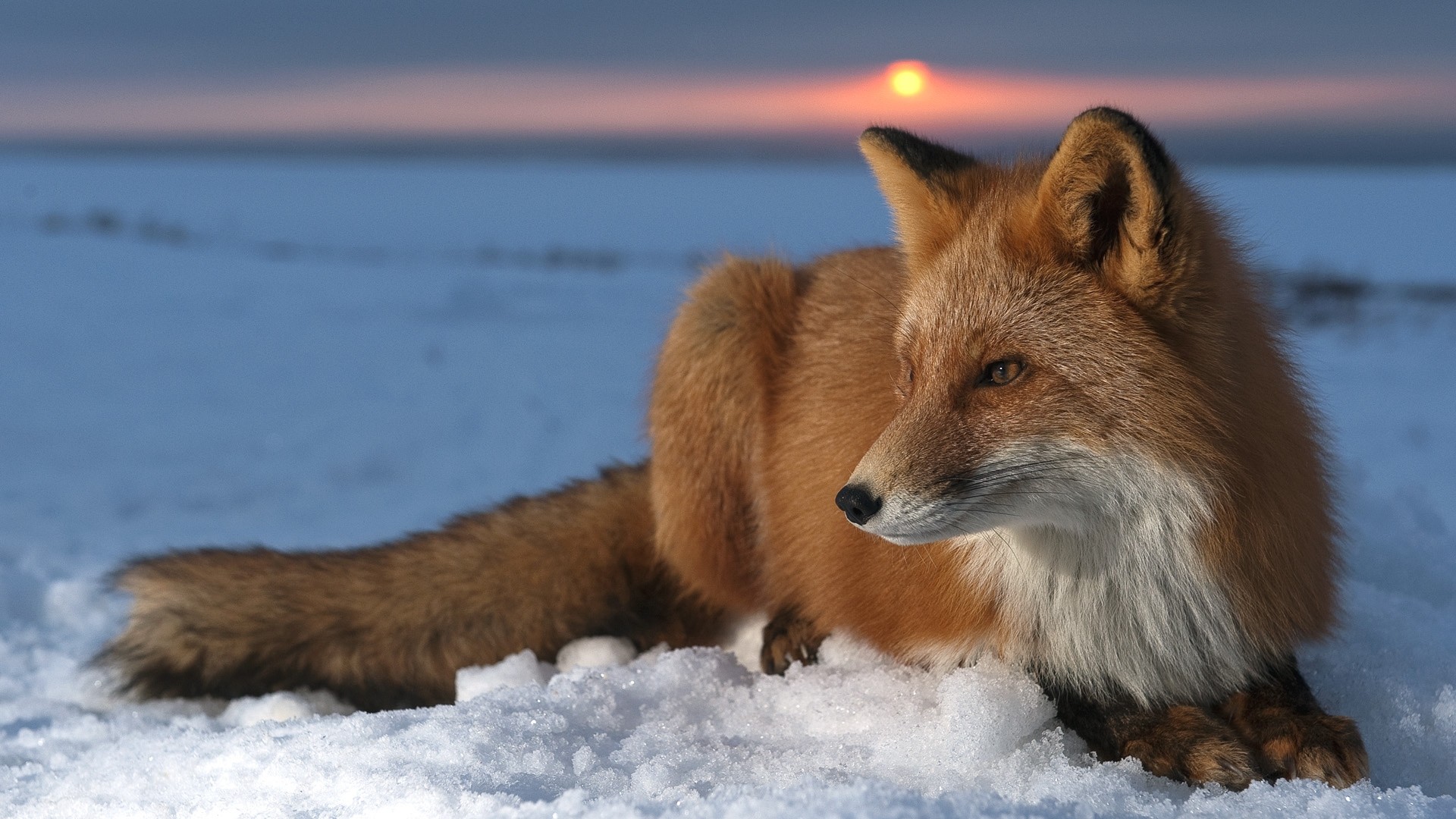 1920x1080 Fox Wallpaper with Snow Background