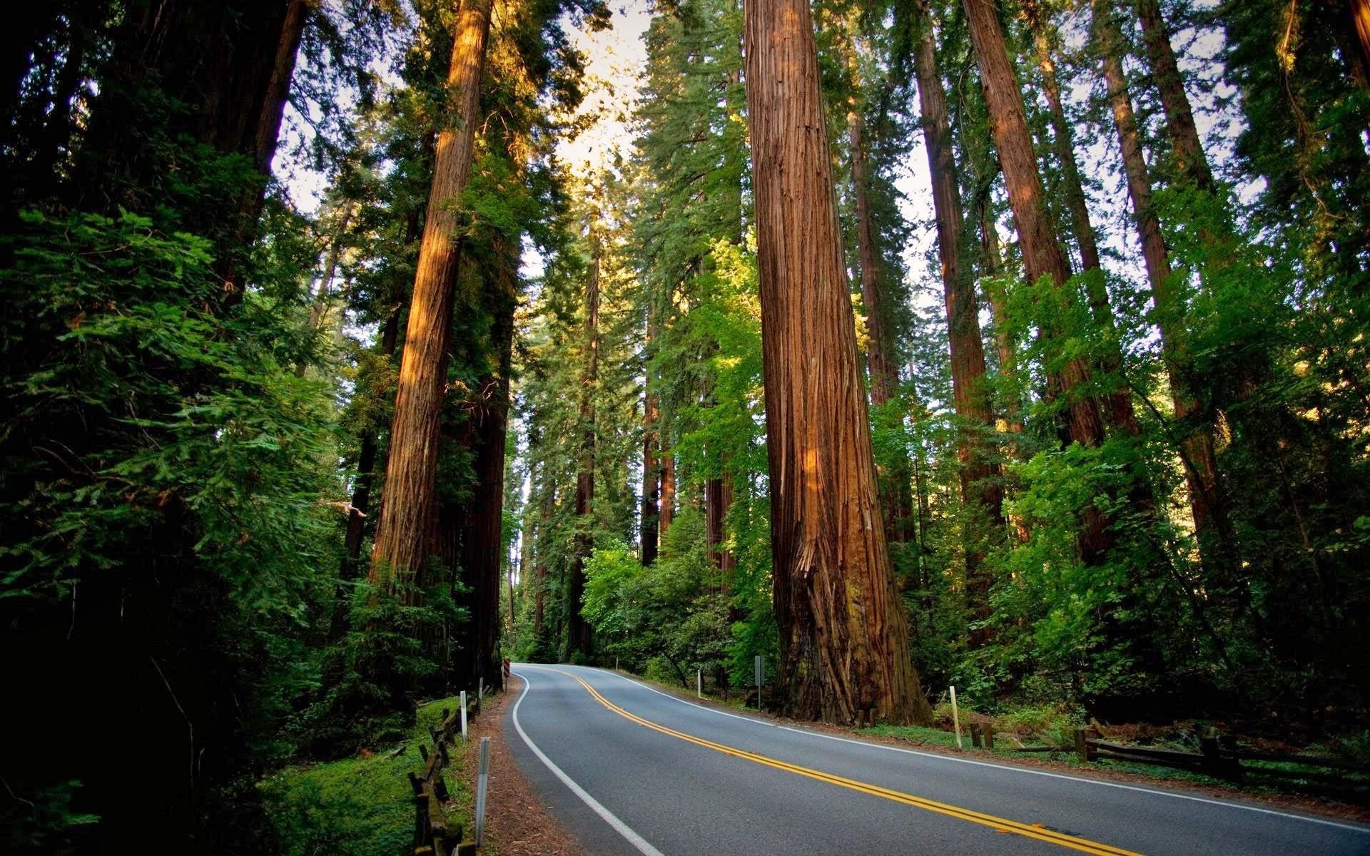 1920x1200 road, Sequoias, Redwood, Nature, Landscape, Forest Wallpapers HD / Desktop  and Mobile Backgrounds