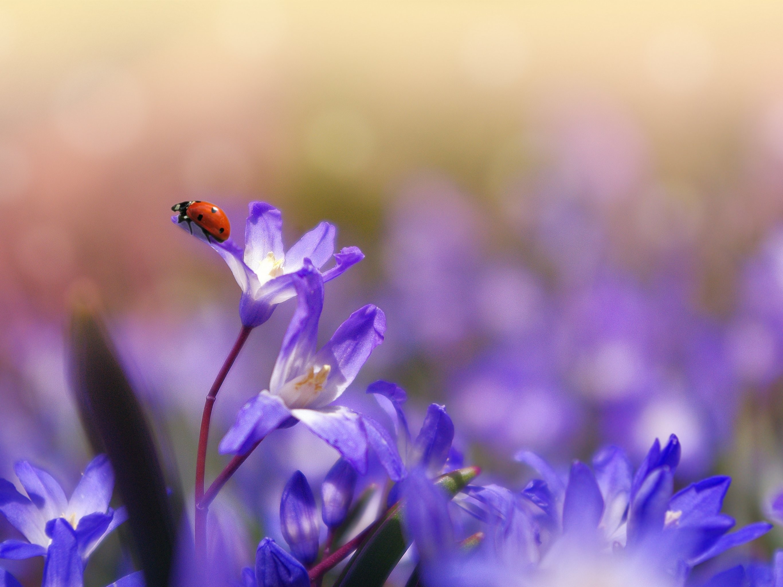 2732x2048 Ladybug on Purple Flower