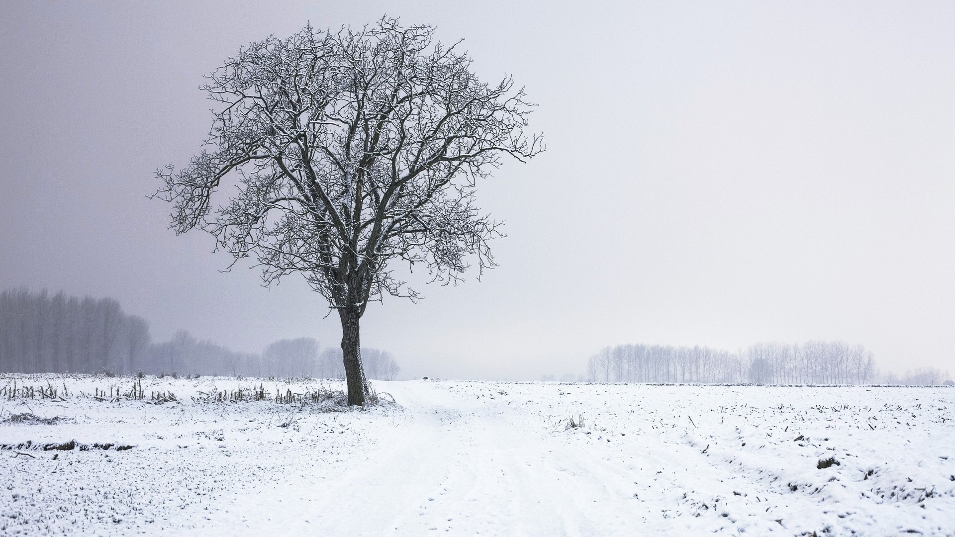 1920x1080 Snow, Tree, Winter, Blizzard