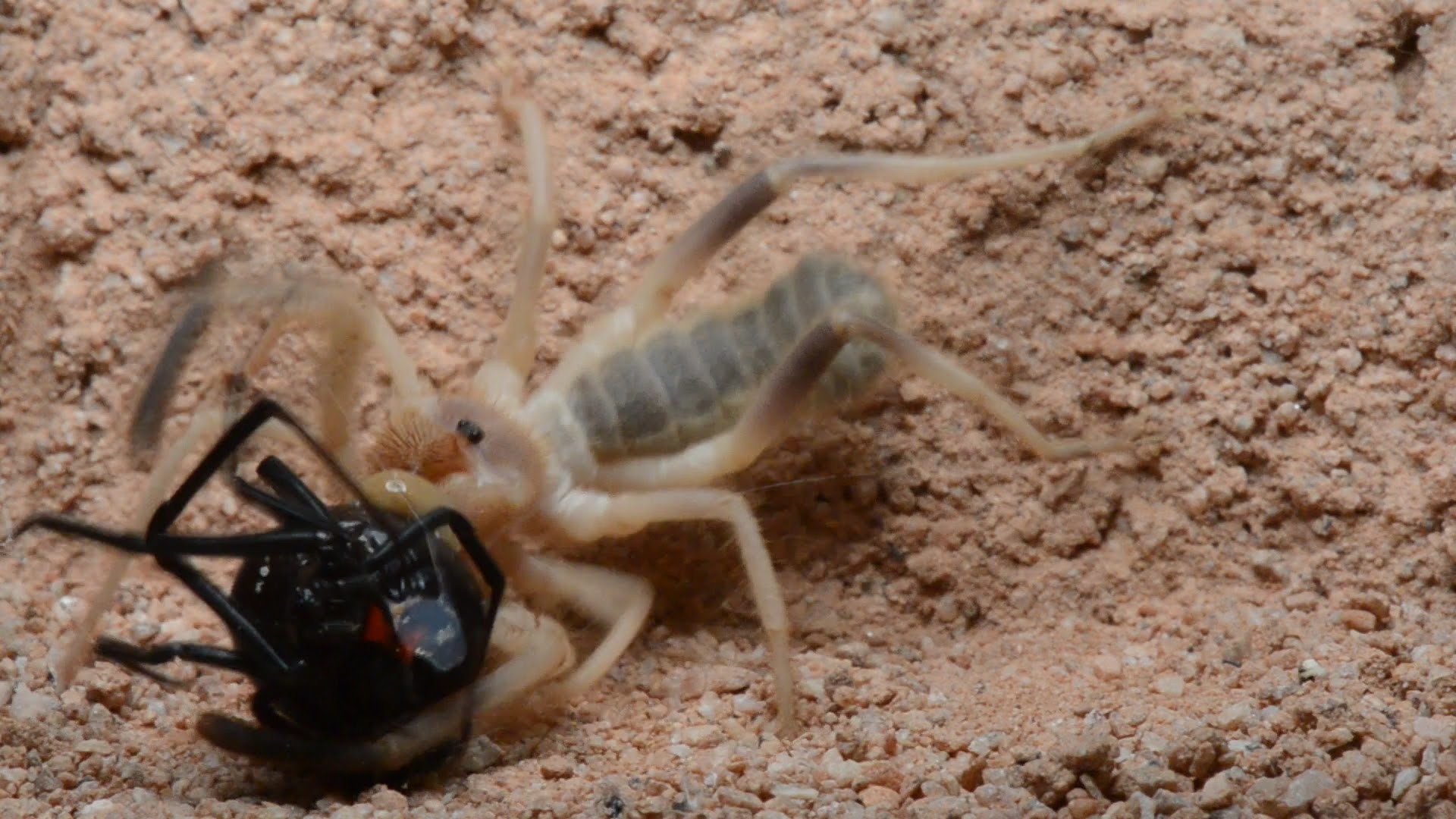 1920x1080 Camel Spider Captures And Preys On Black Widow (Warning: May be disturbing  to many viewers.) - YouTube