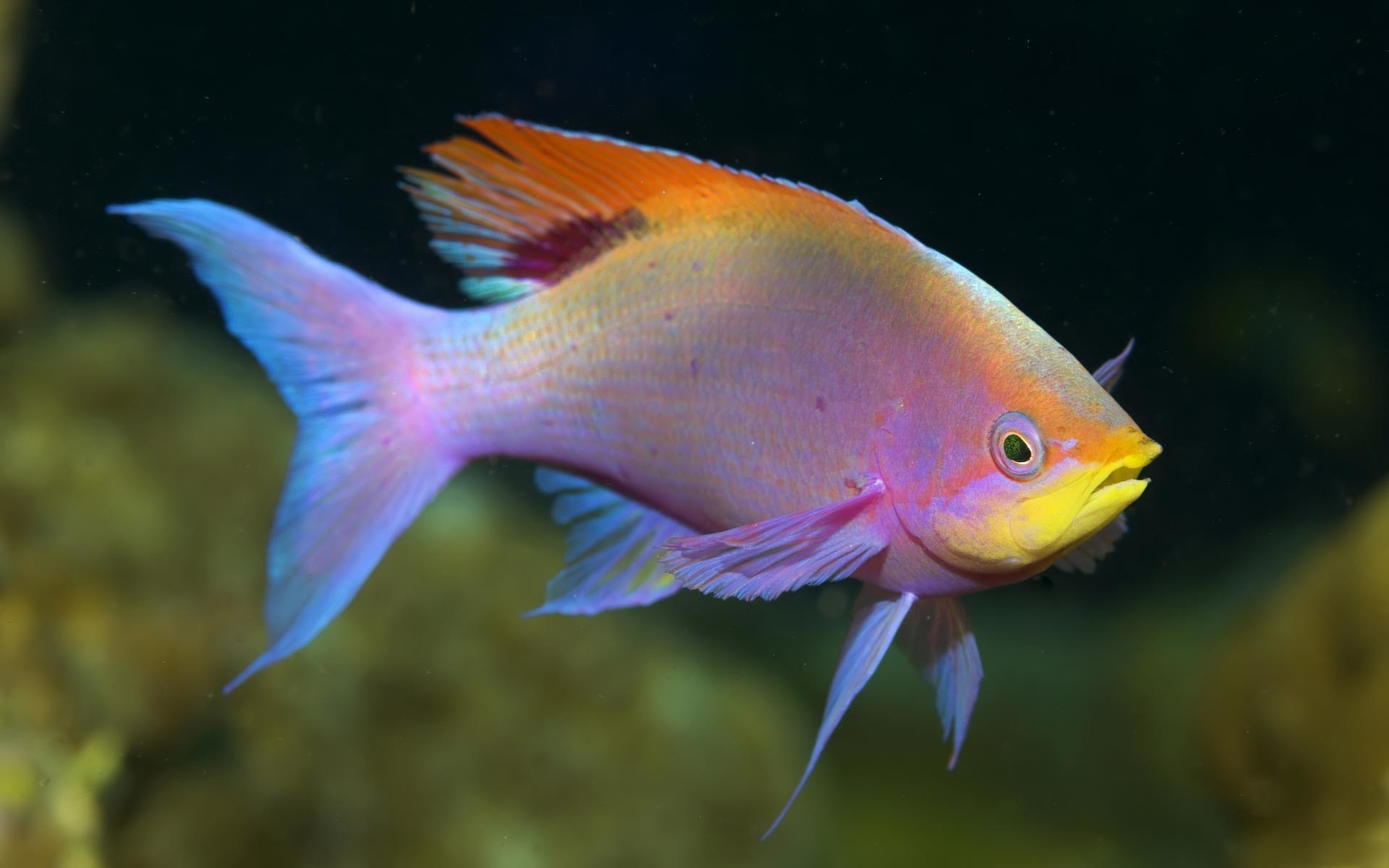 1920x1200 Colorful Fish - Wallpaper Wallpaper from Tropical Fish/Underwater Sea Life.