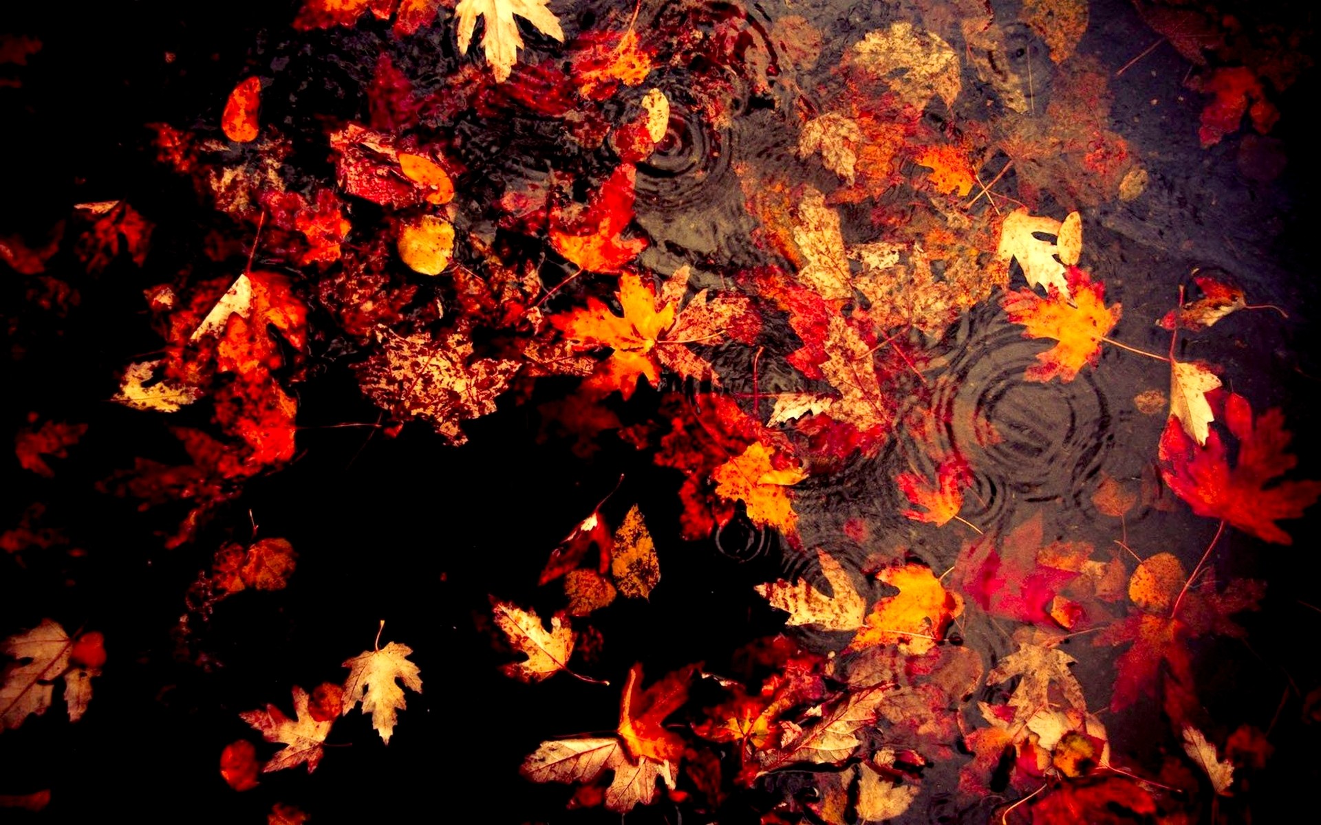 1920x1200 Autumn Leaves Wallpaper 33084