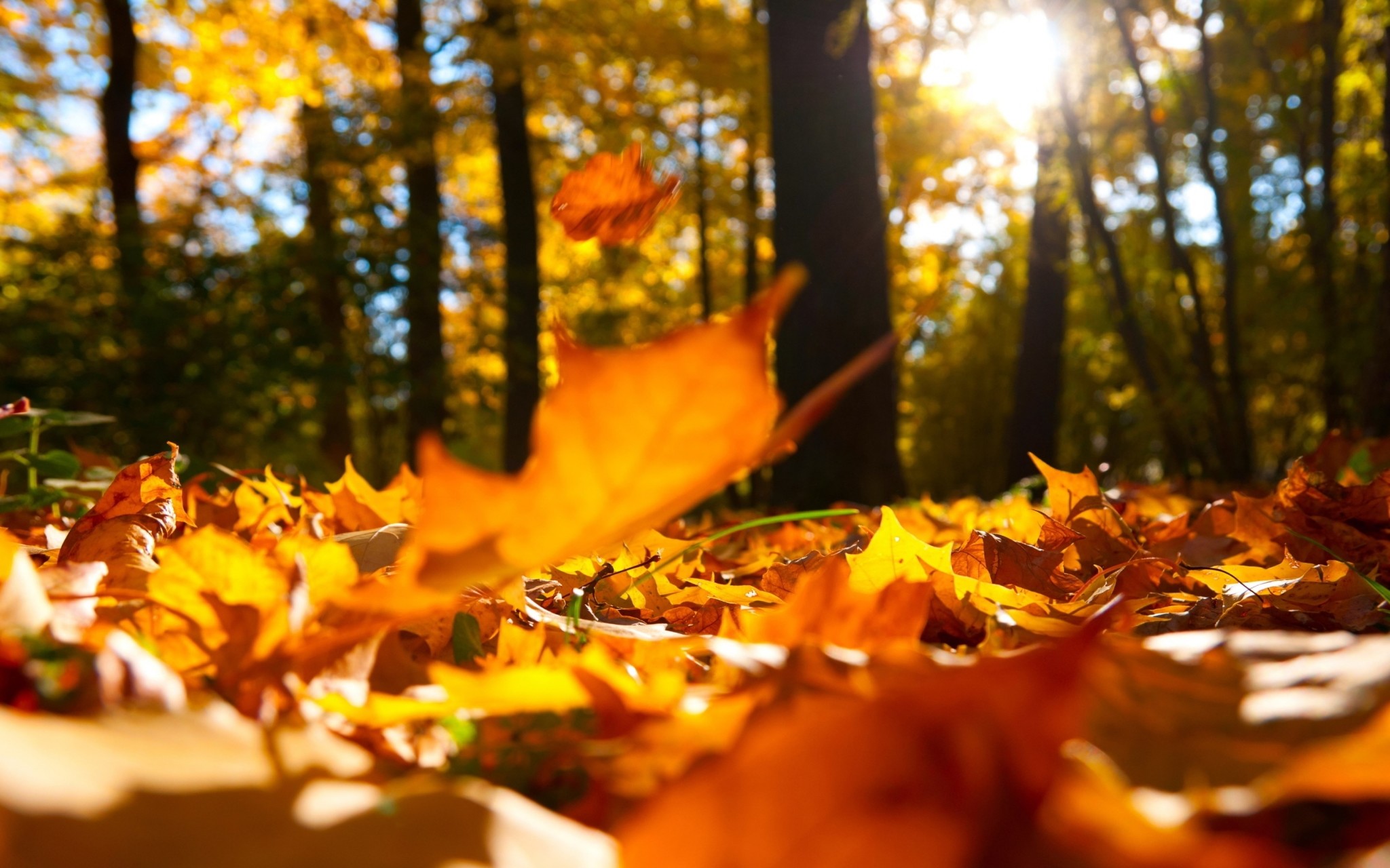 2048x1280 autumn hd widescreen wallpapers for laptop