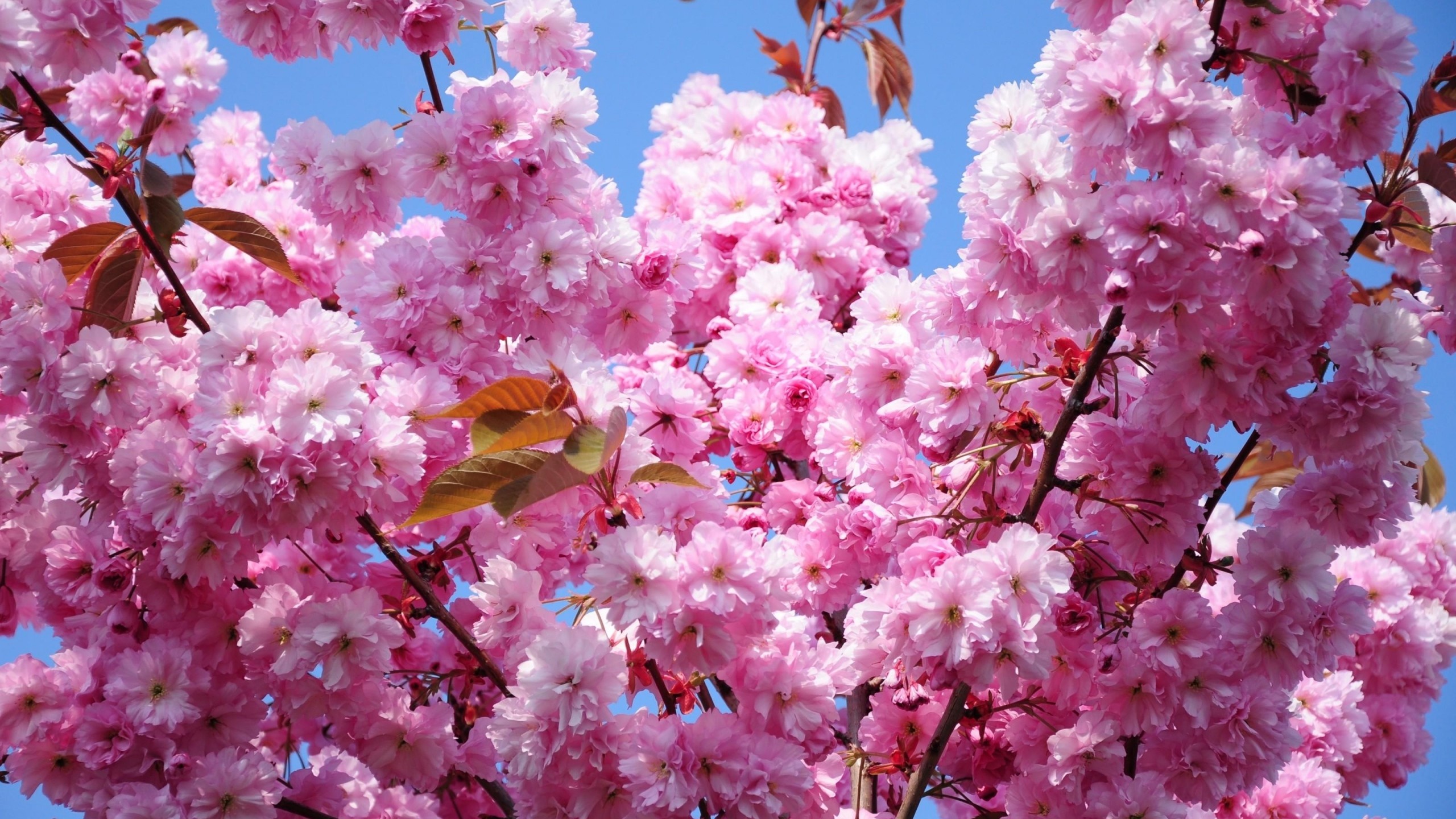 2560x1440  Wallpaper cherry, blossom, branch, spring, foliage, sky