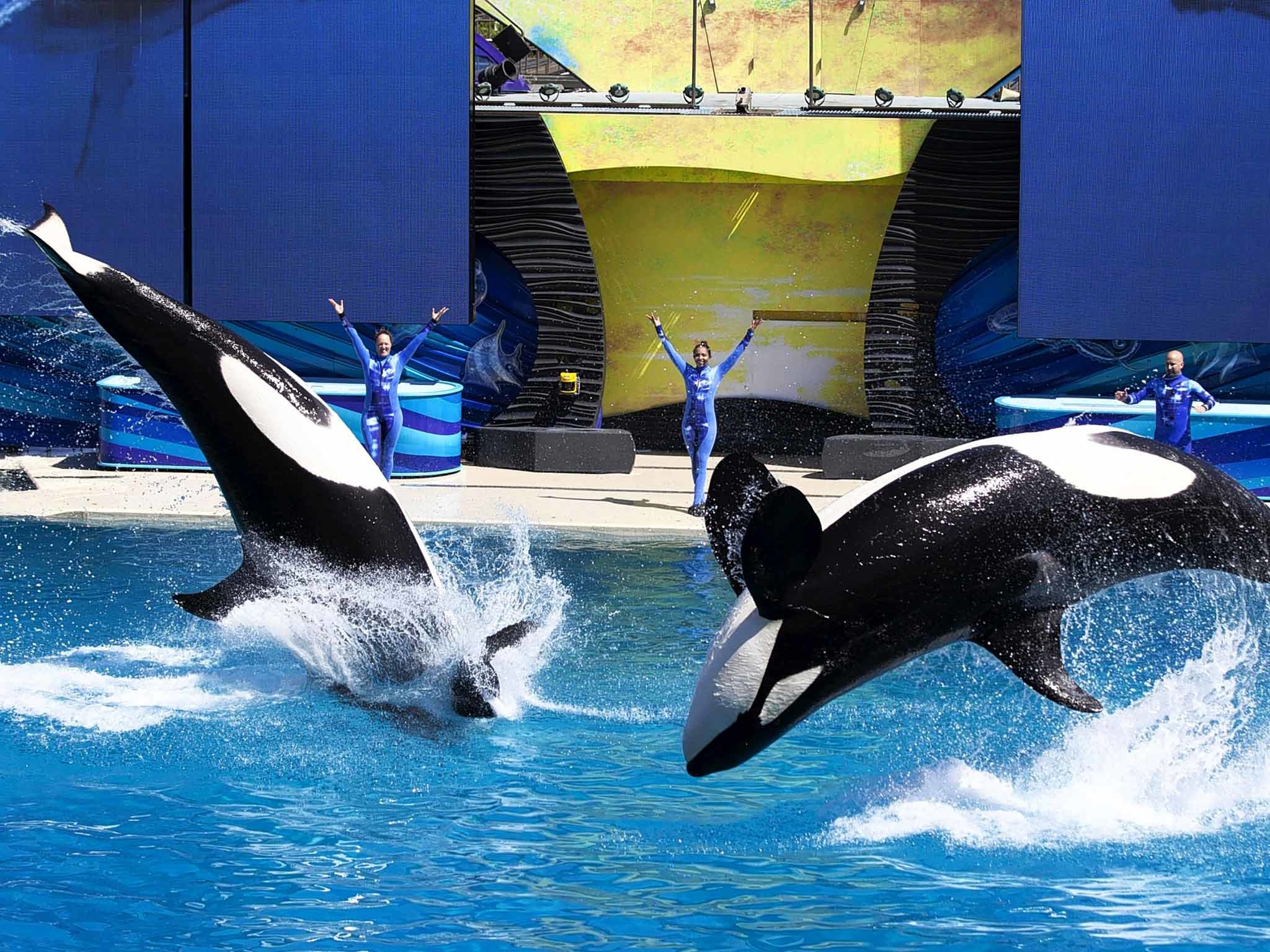 2048x1536 SeaWorld's whales: Even without the circus tricks, the orcas will still  suffer | The Independent