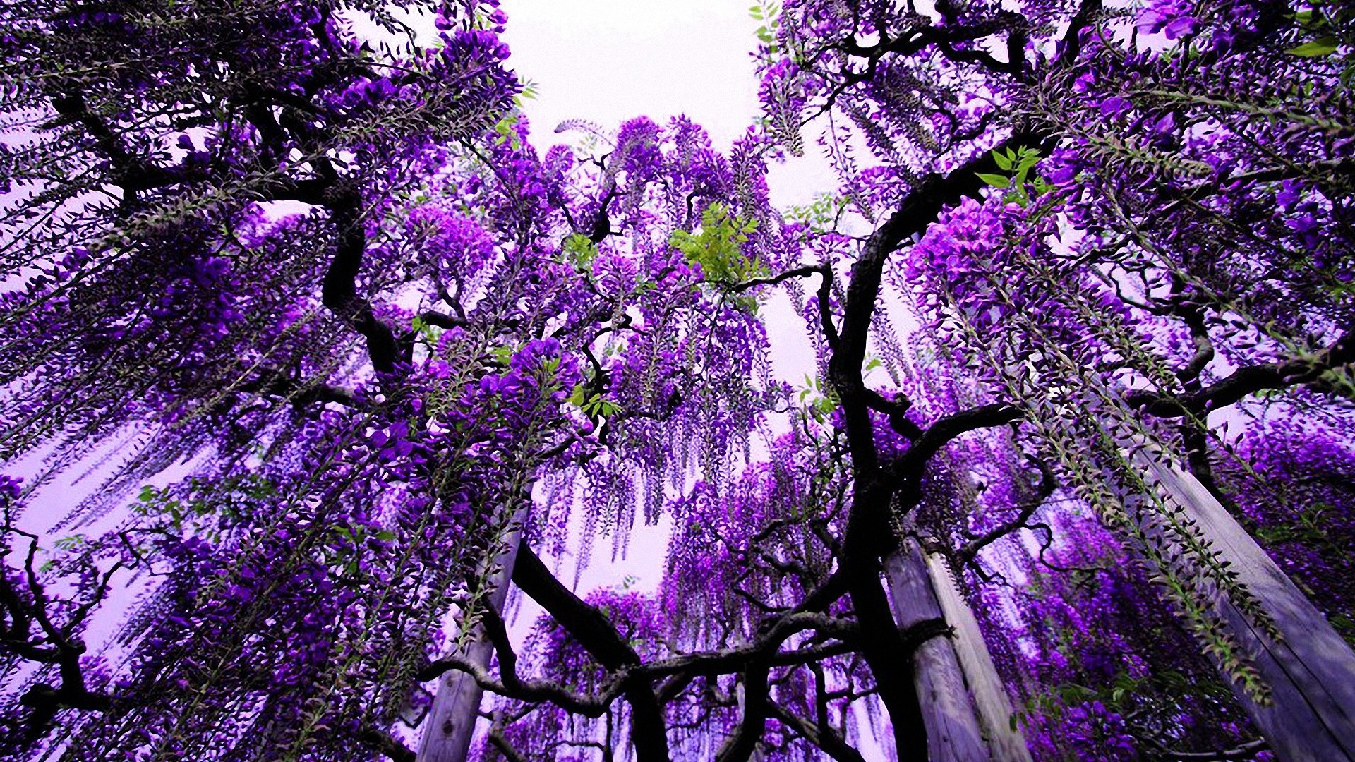 1920x1080 cool purple tree