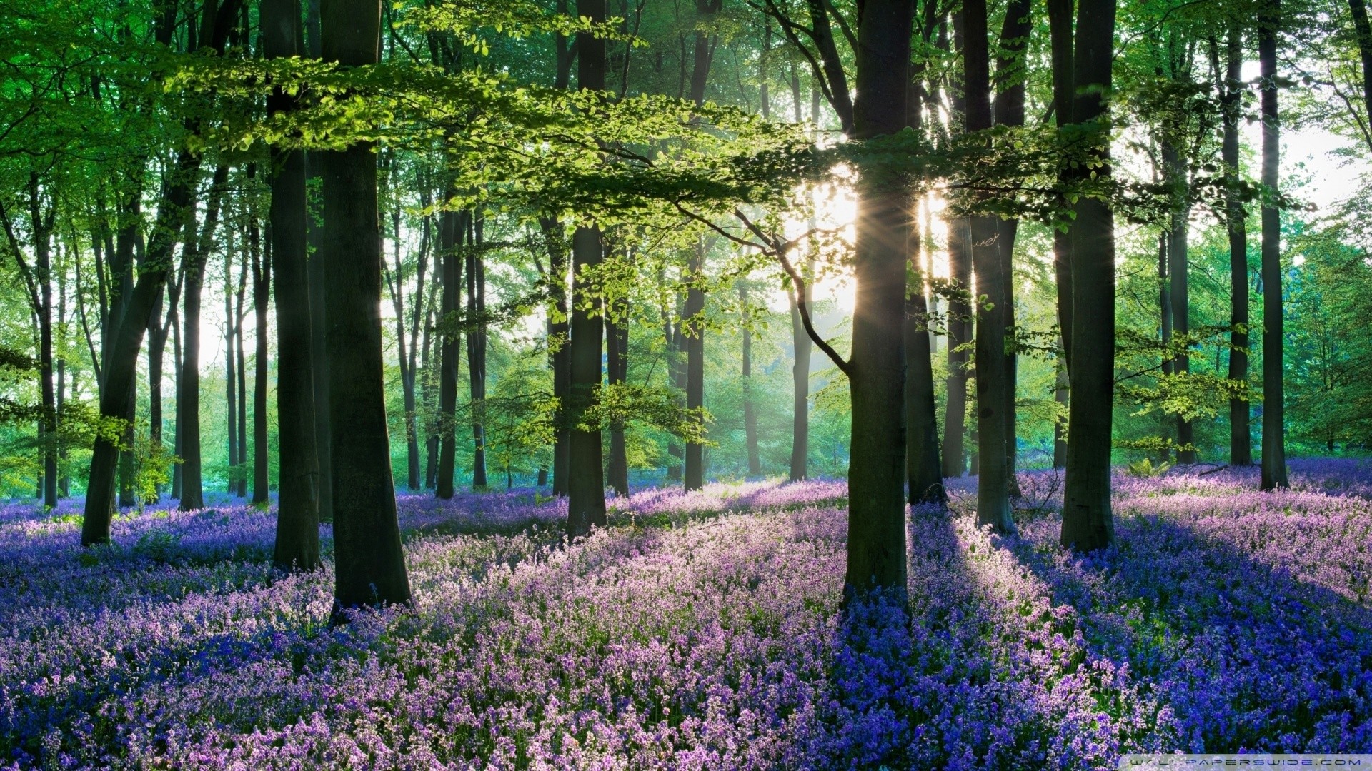 1920x1080 violet_forest_flowers_field-wallpaper-