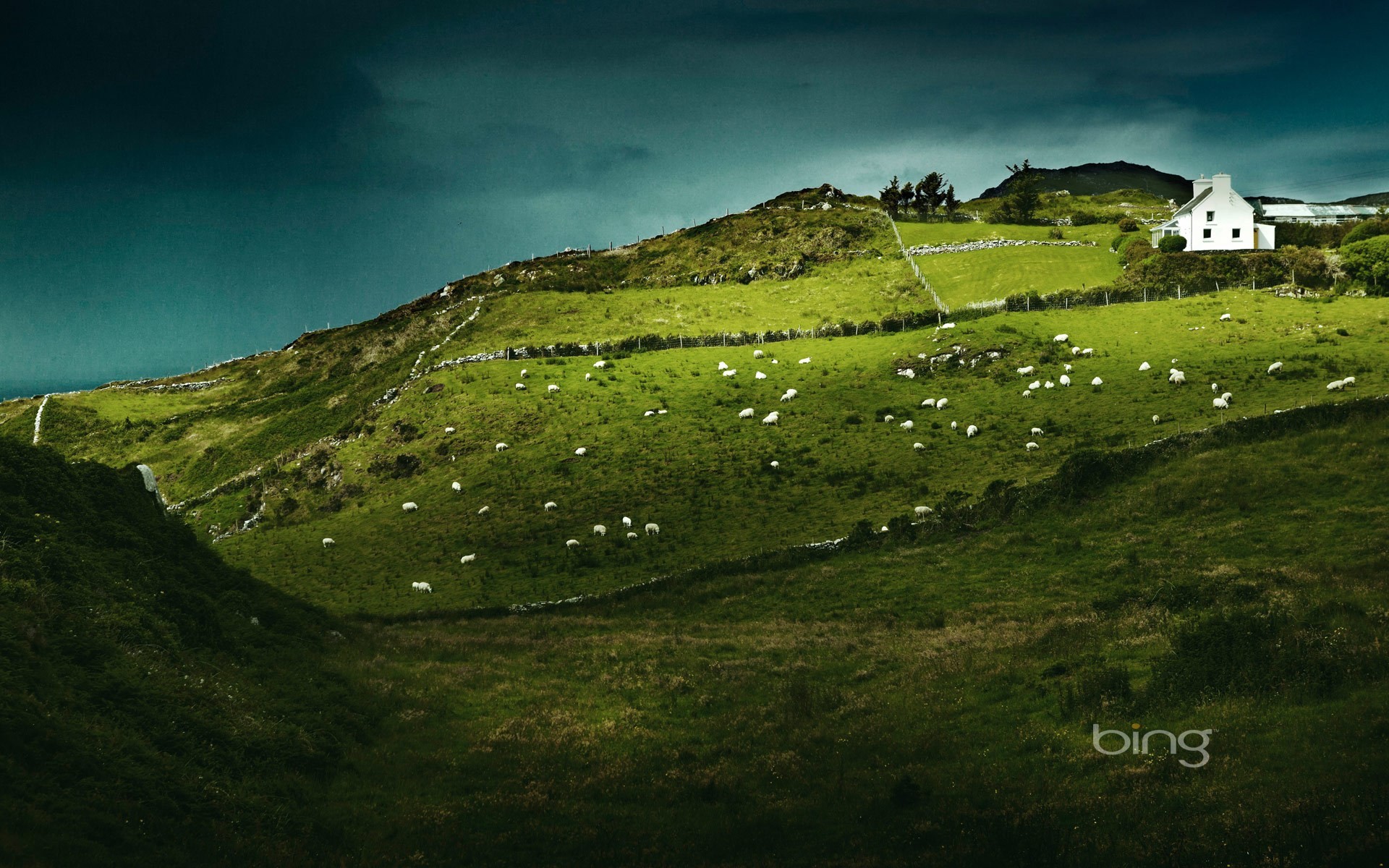 1920x1200 Animal - Sheep Ireland Landscape House Wallpaper