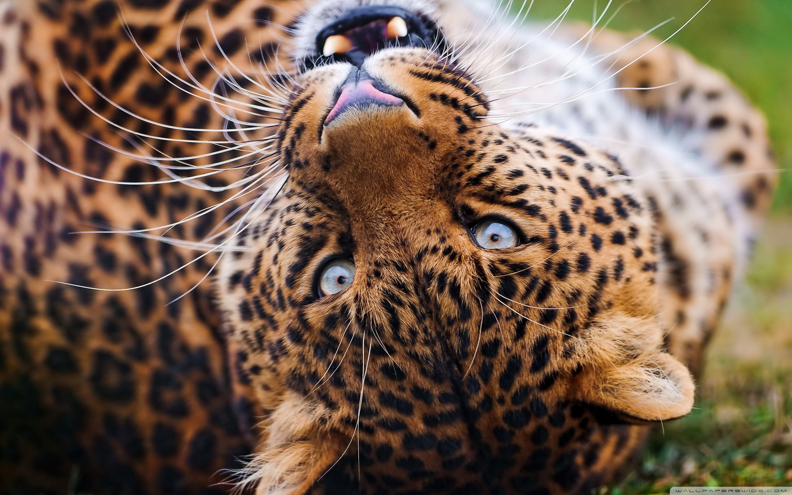 Big cat eyes  4K wallpapers free and easy to download