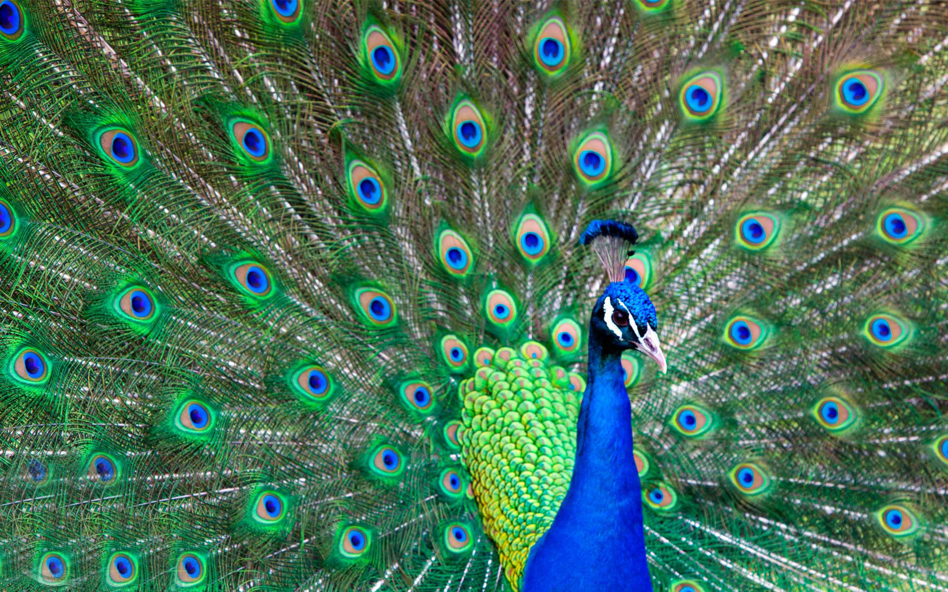 1920x1200 Beautiful peacock feather bird images free.