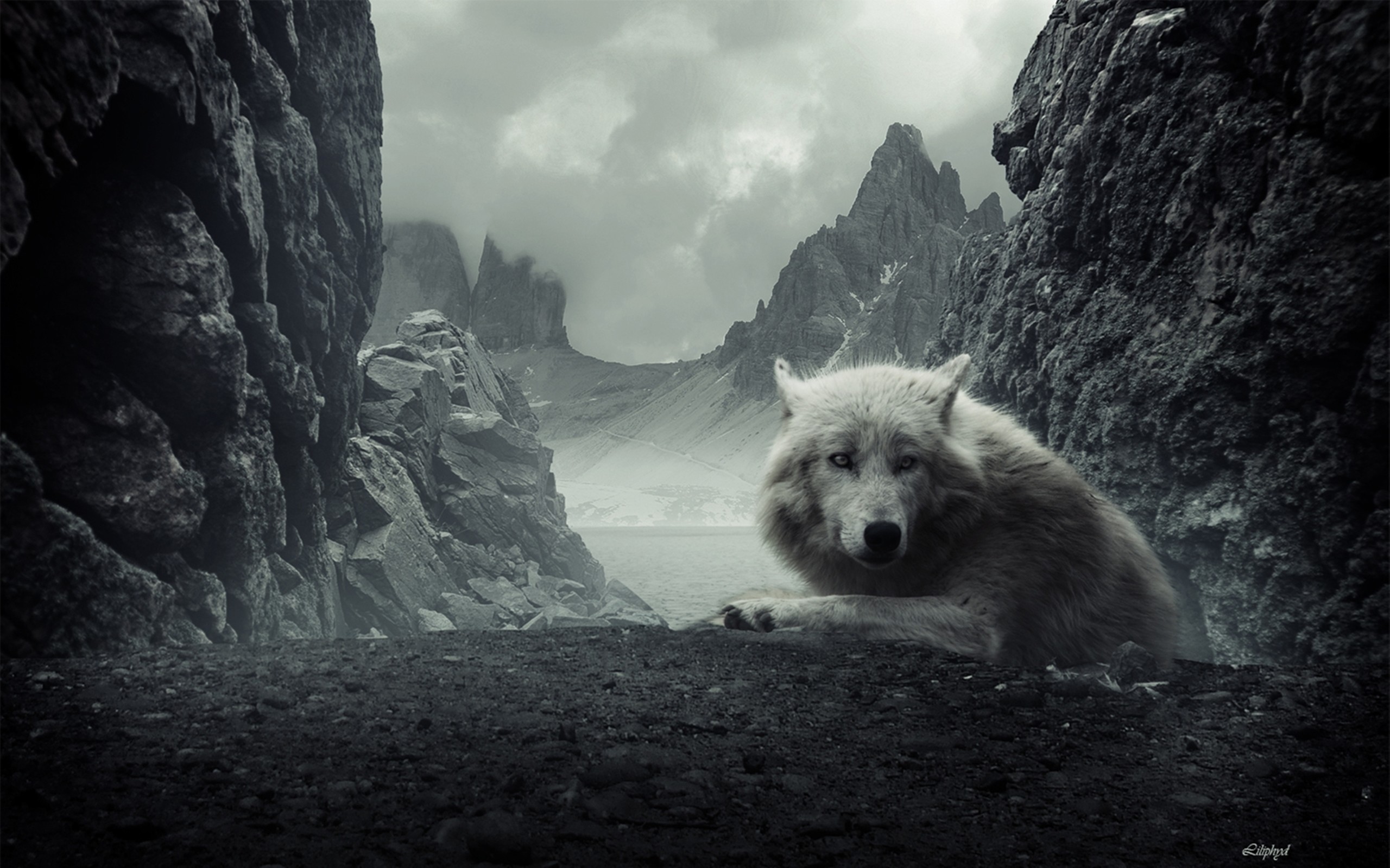 2560x1600 Animal - Wolf - Beautiful - Overcast - Mountain - Animal Wallpaper